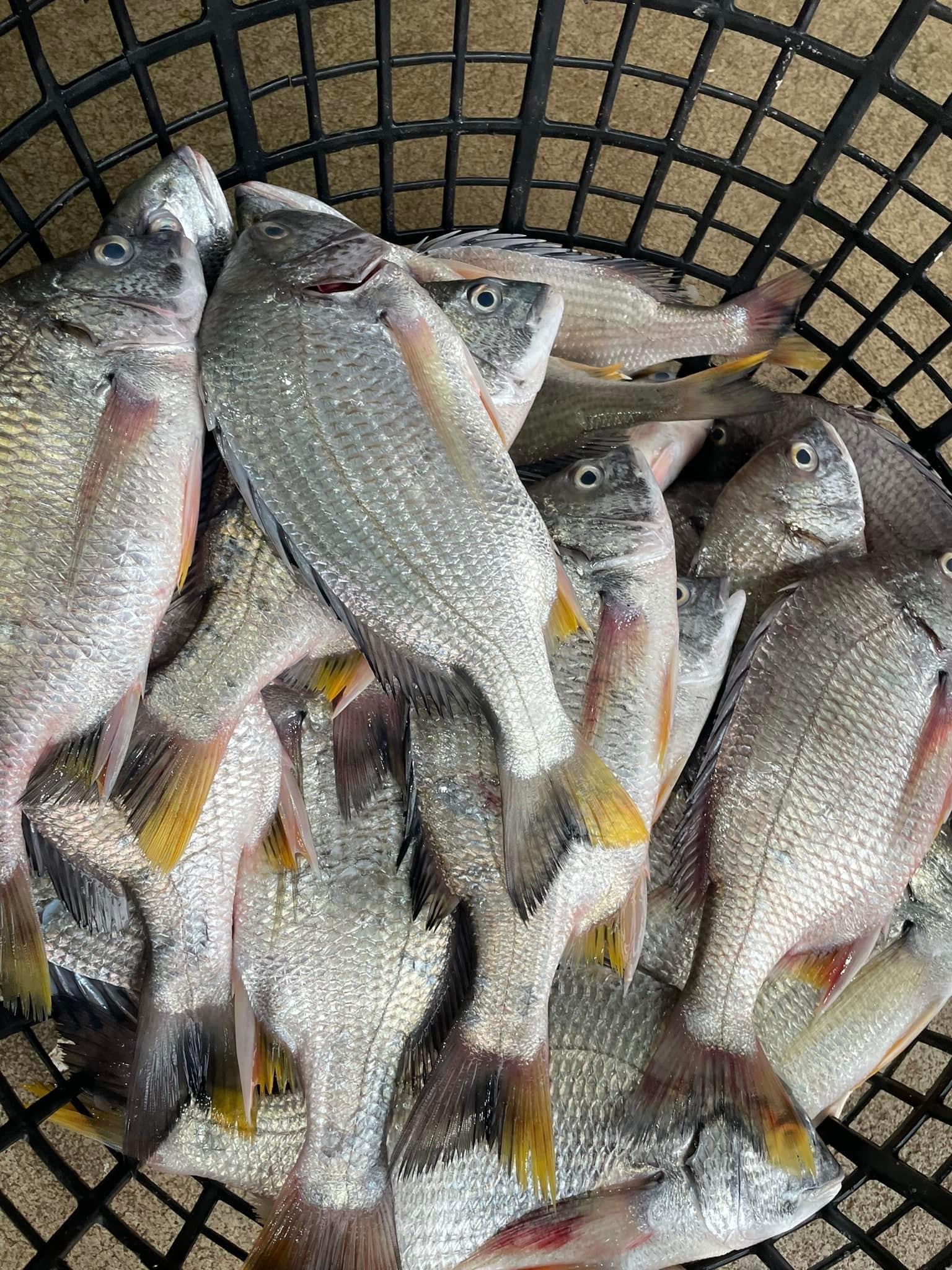 赤翅魚