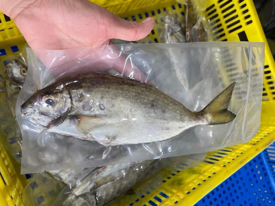 臭肚魚