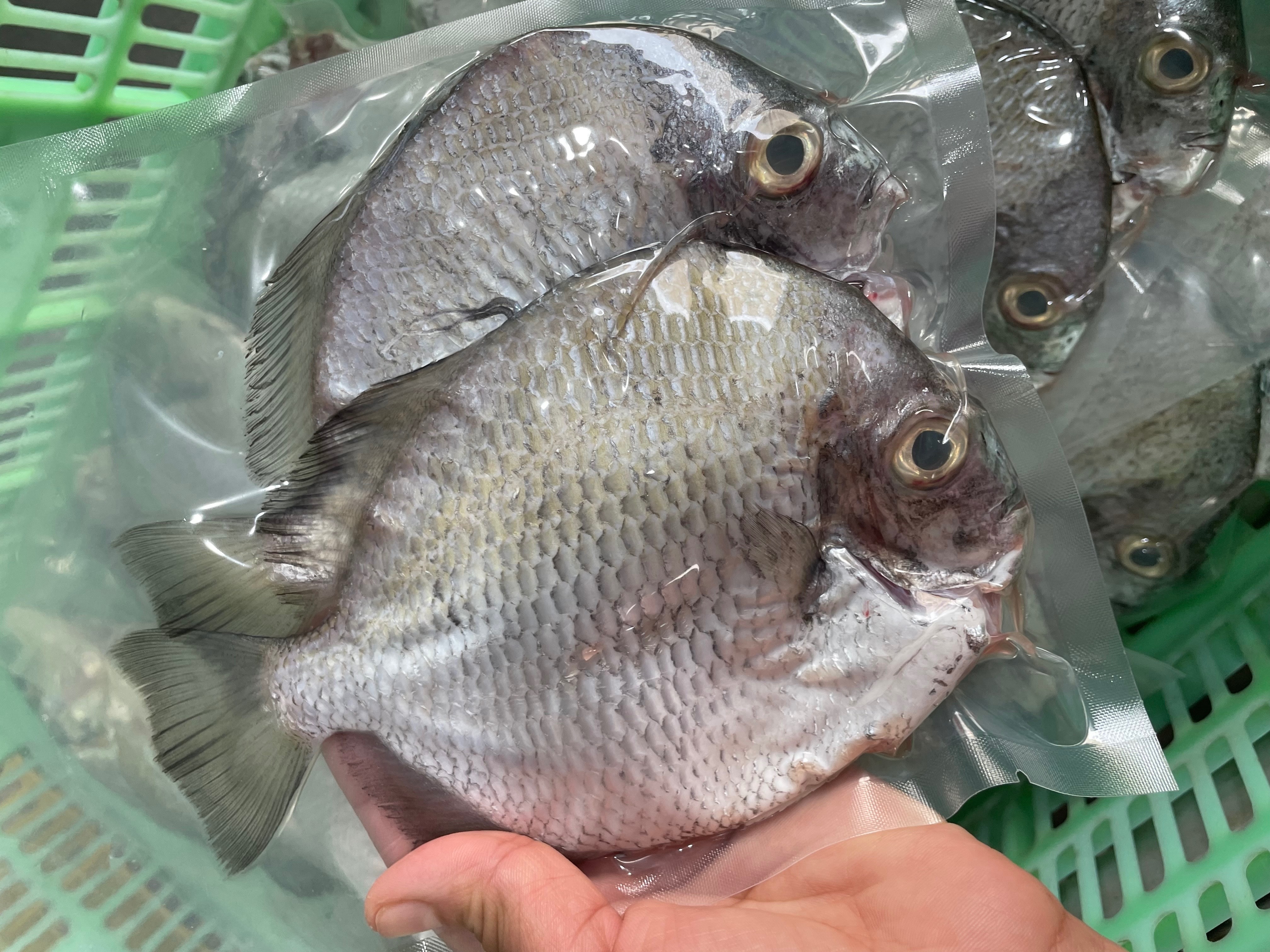 金鐘魚