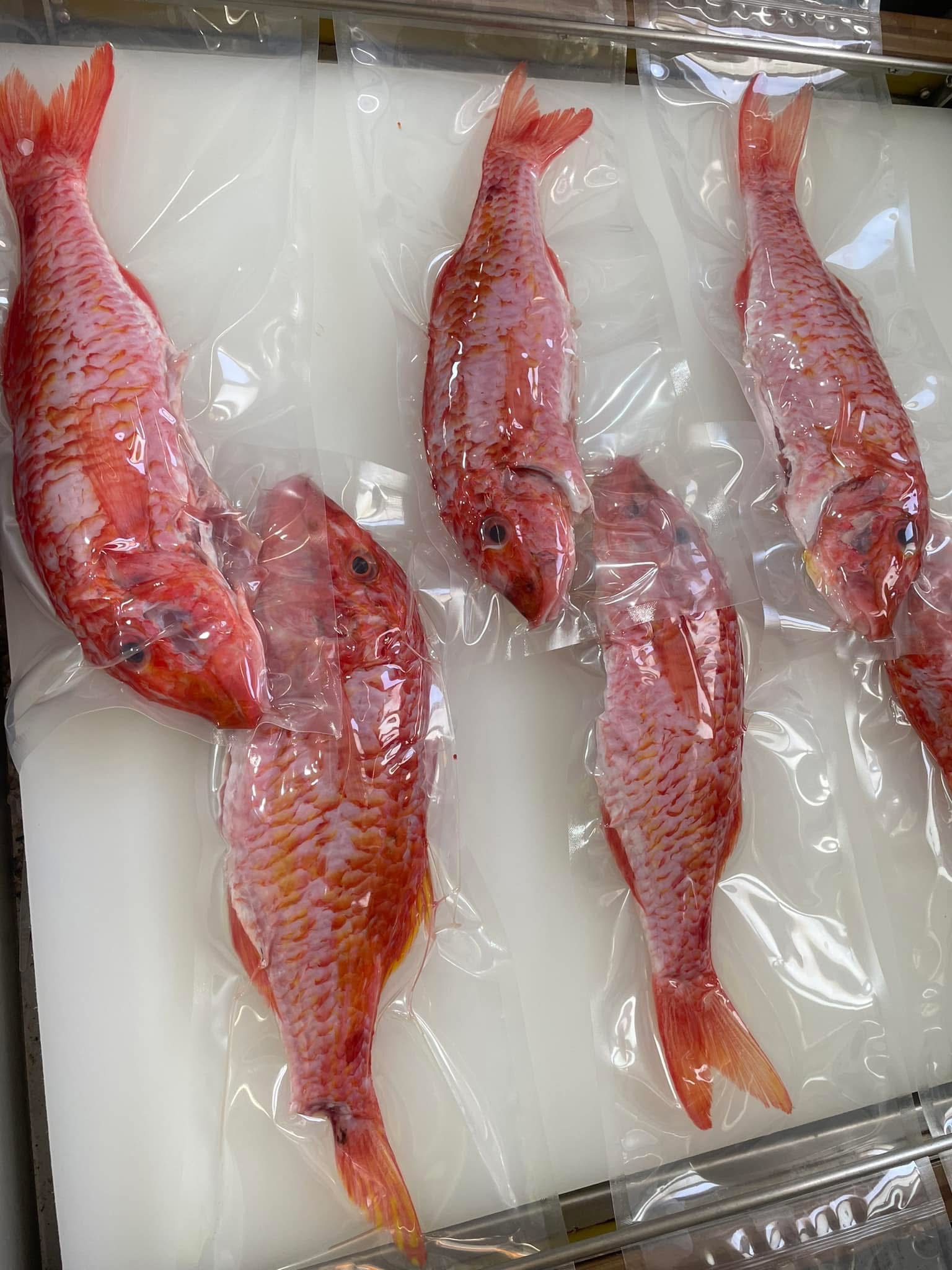 澎湖野生紅秋姑