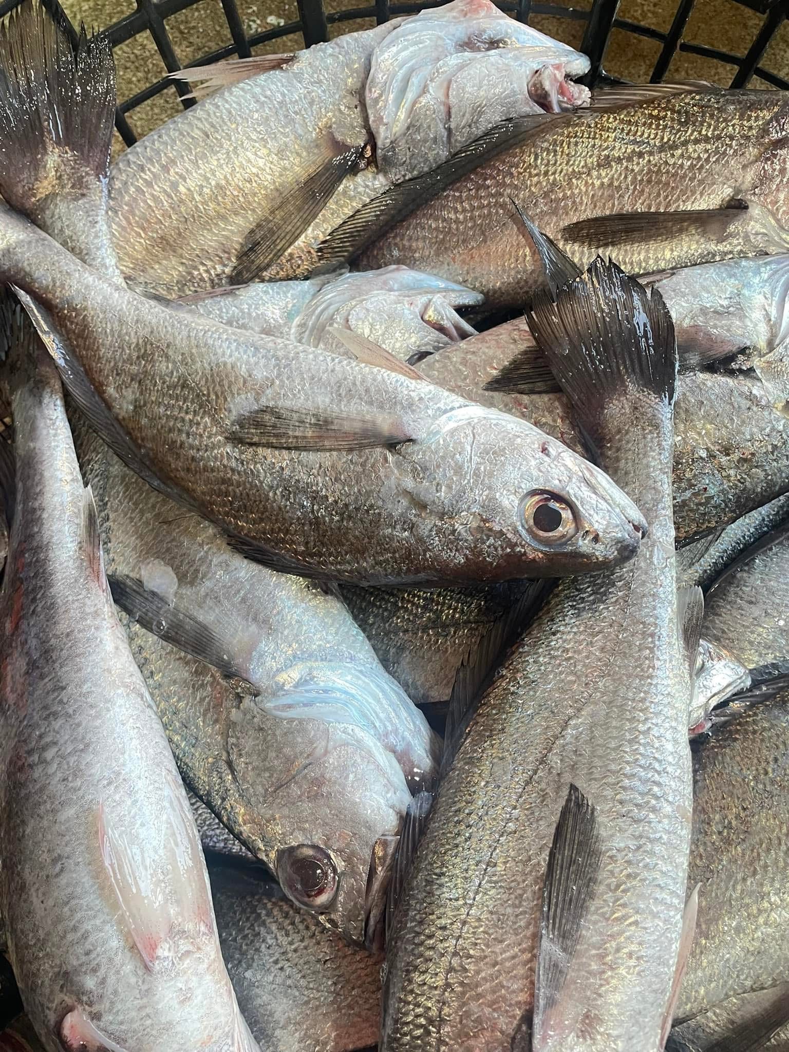 澎湖手釣黑熬大加網魚