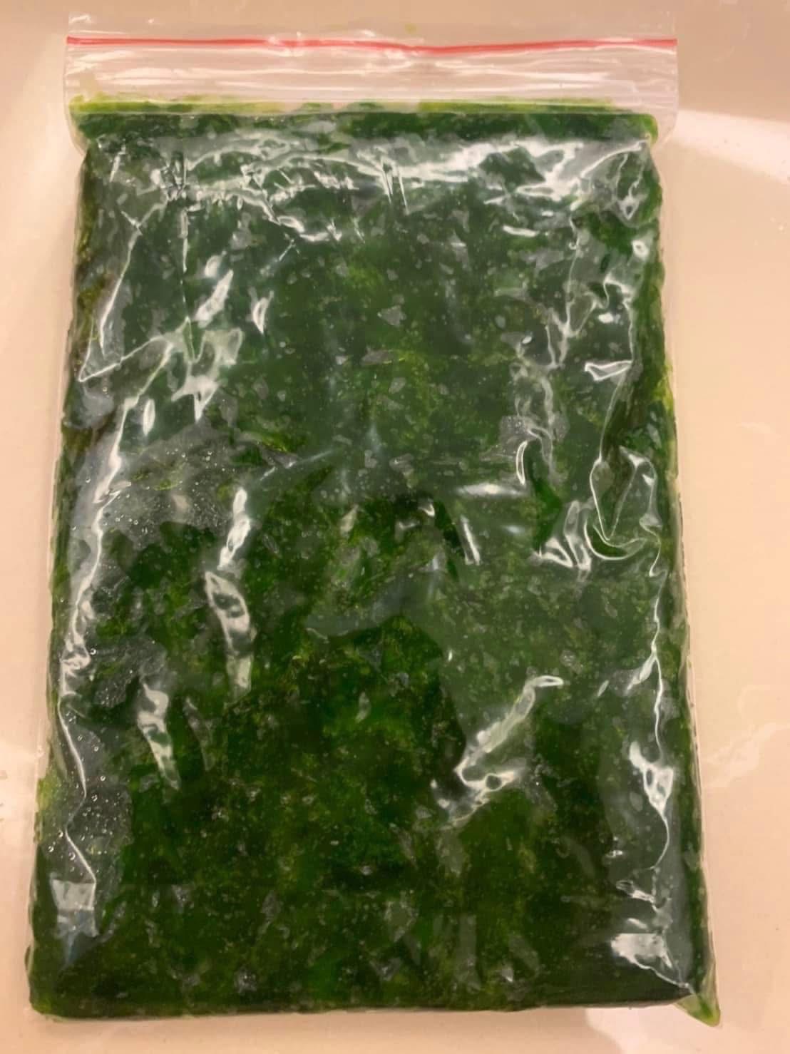 澎湖野生綠金海菜