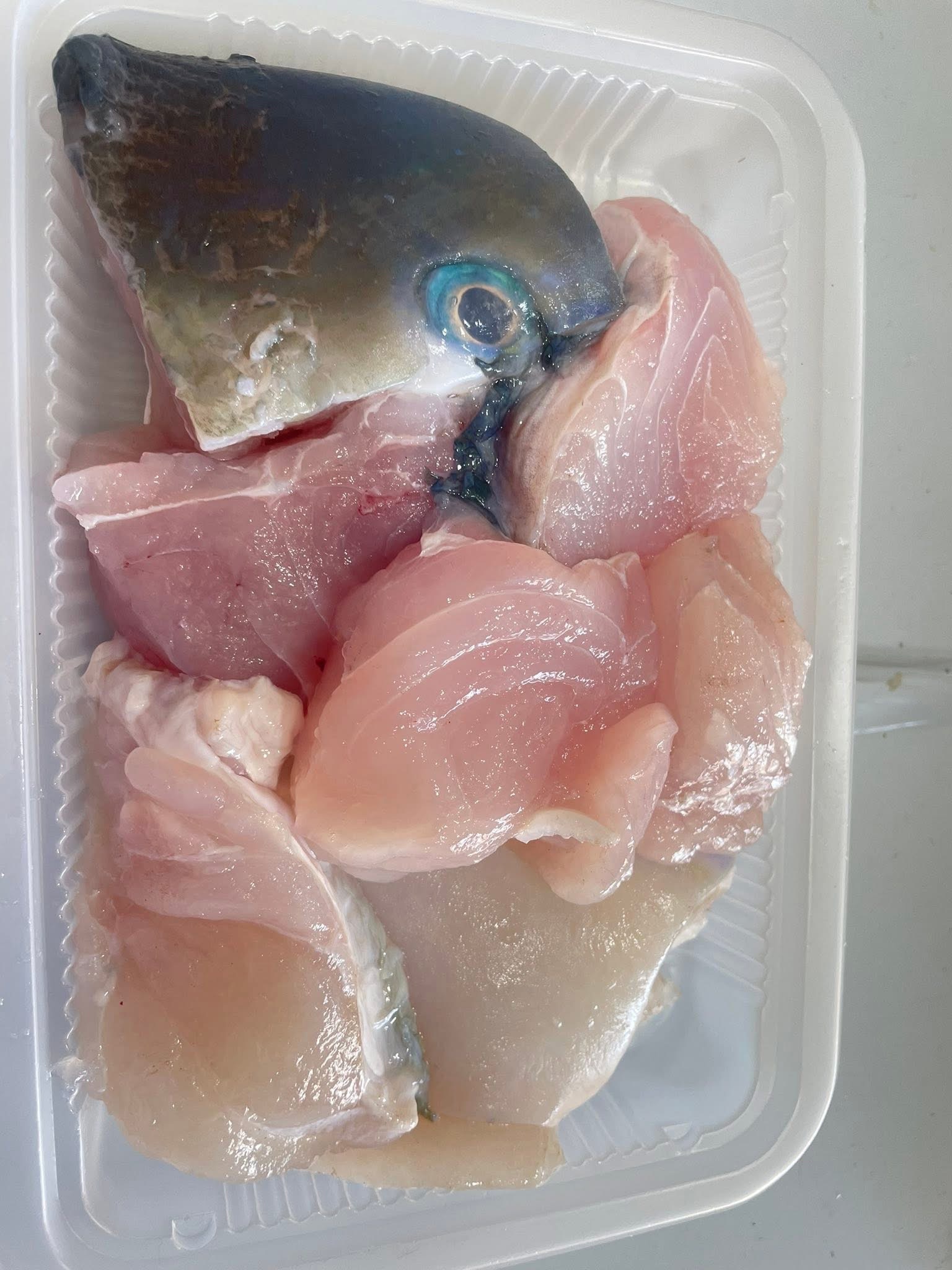 澎湖野生綠石咾魚