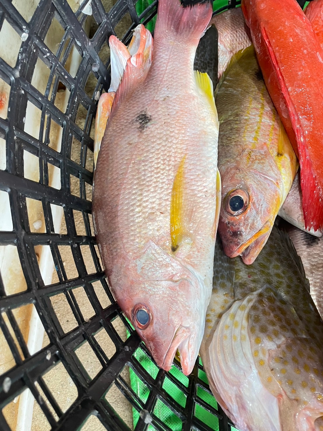 延繩船釣黑點魚