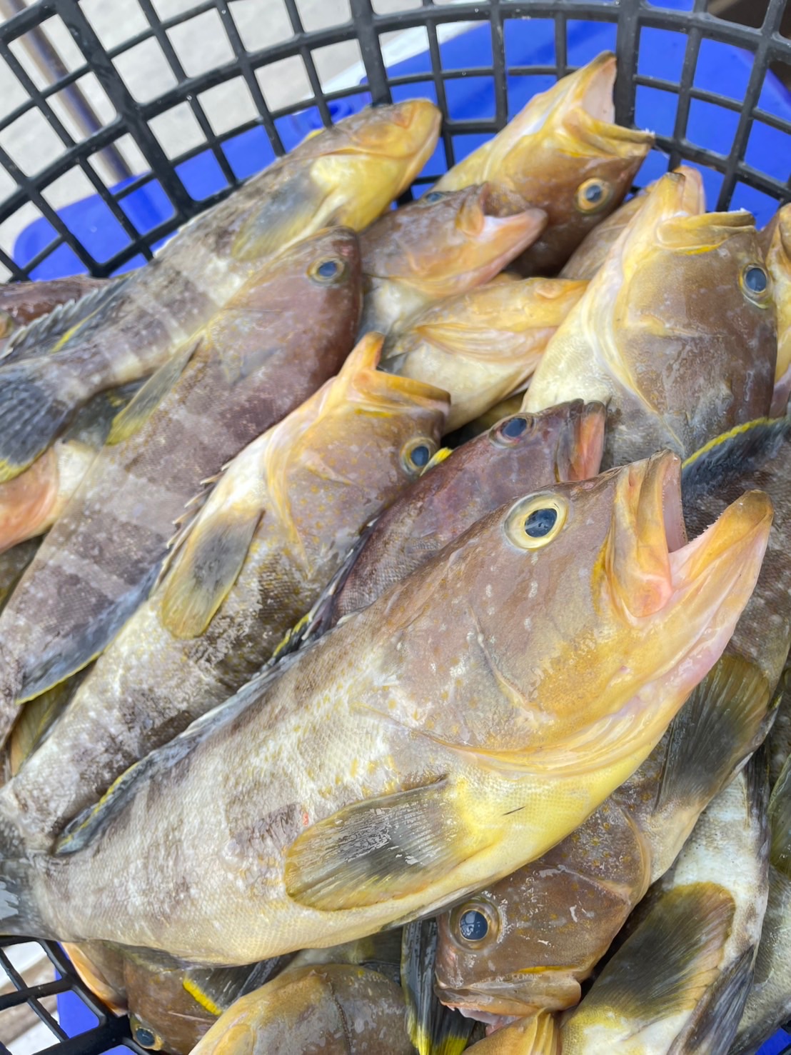 中勾白尾石斑魚