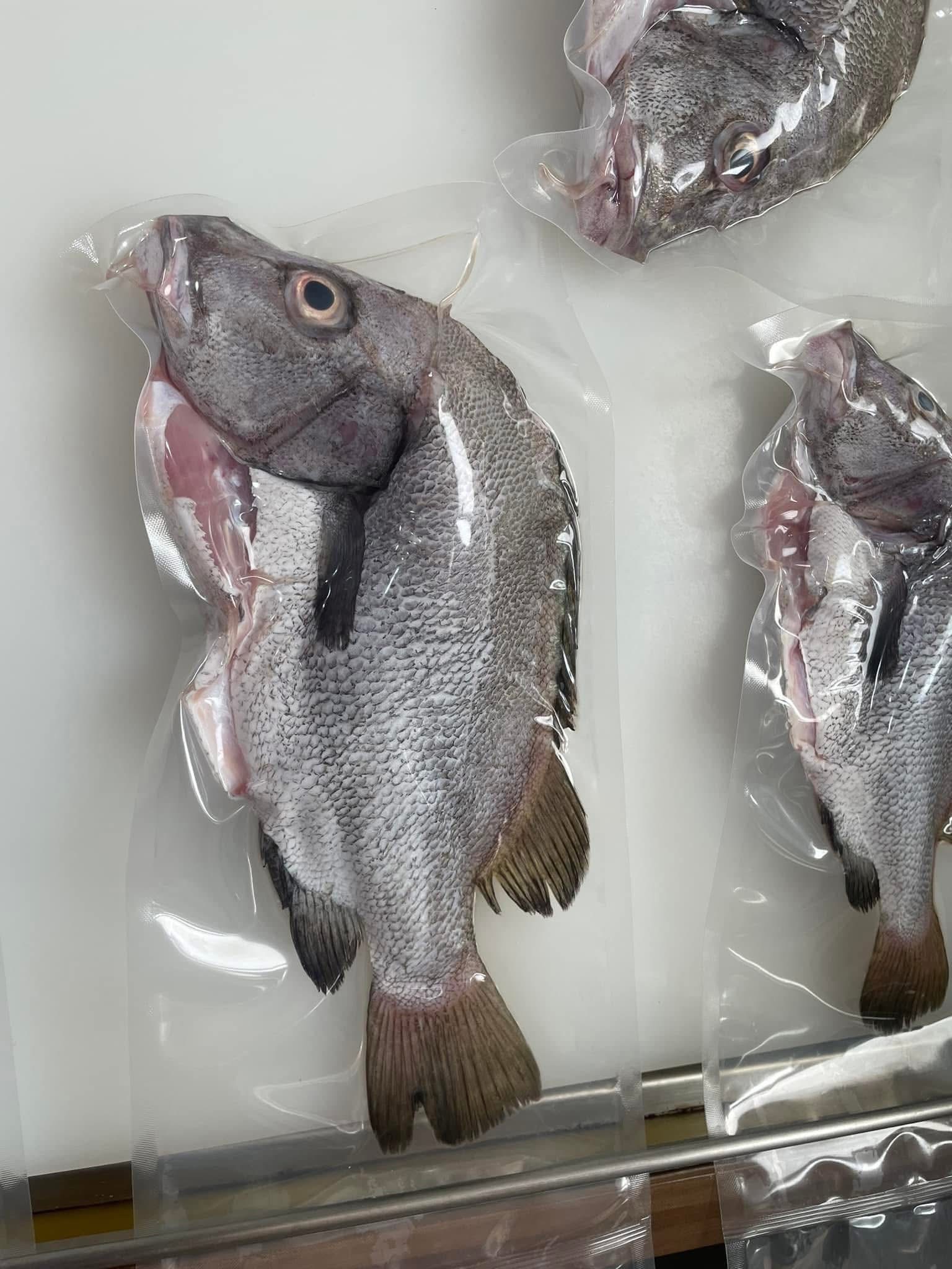 澎湖野生包公海雞母魚