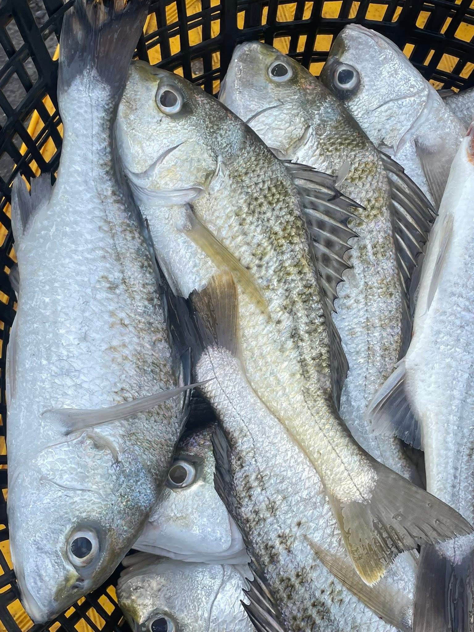 澎湖延繩船釣金龍鯛魚