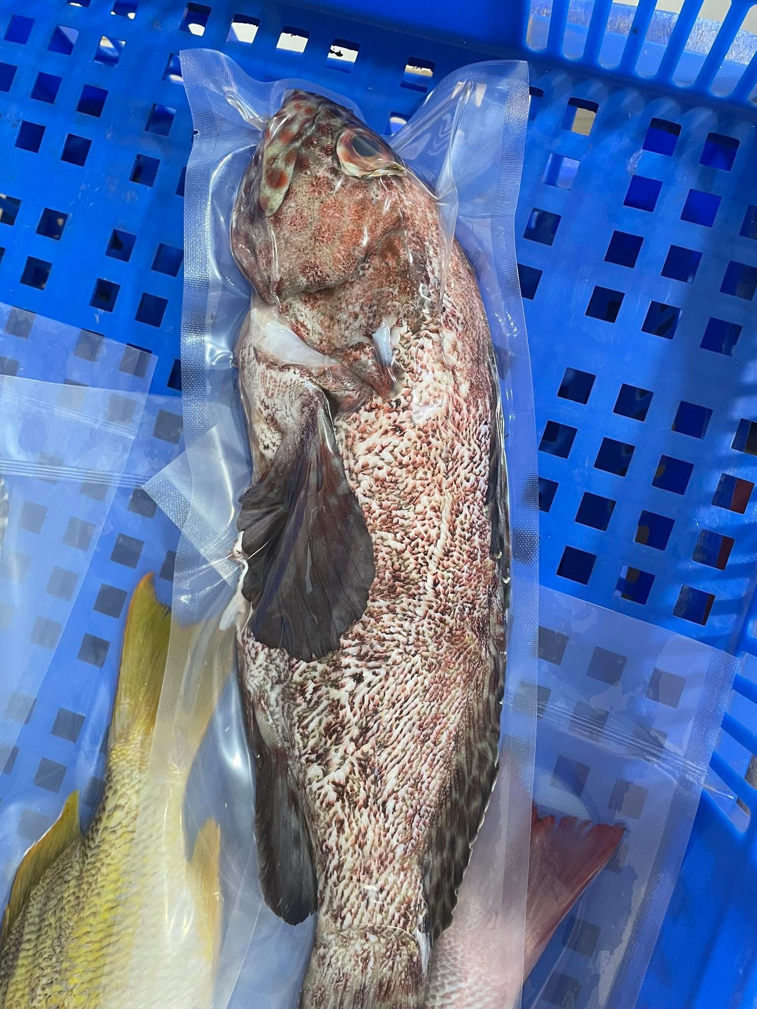 澎湖野生玳瑁石斑