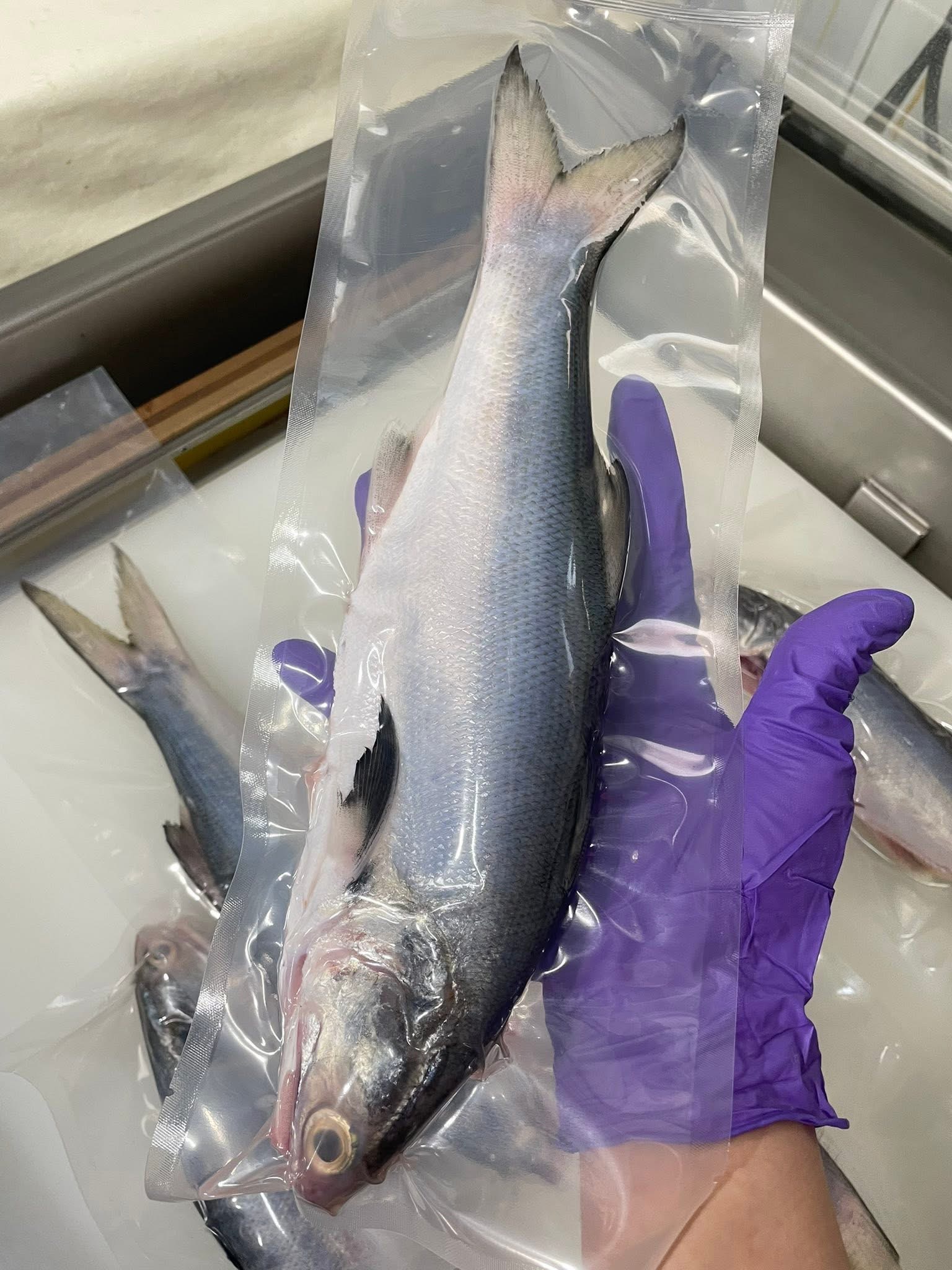 澎湖野生白午魚