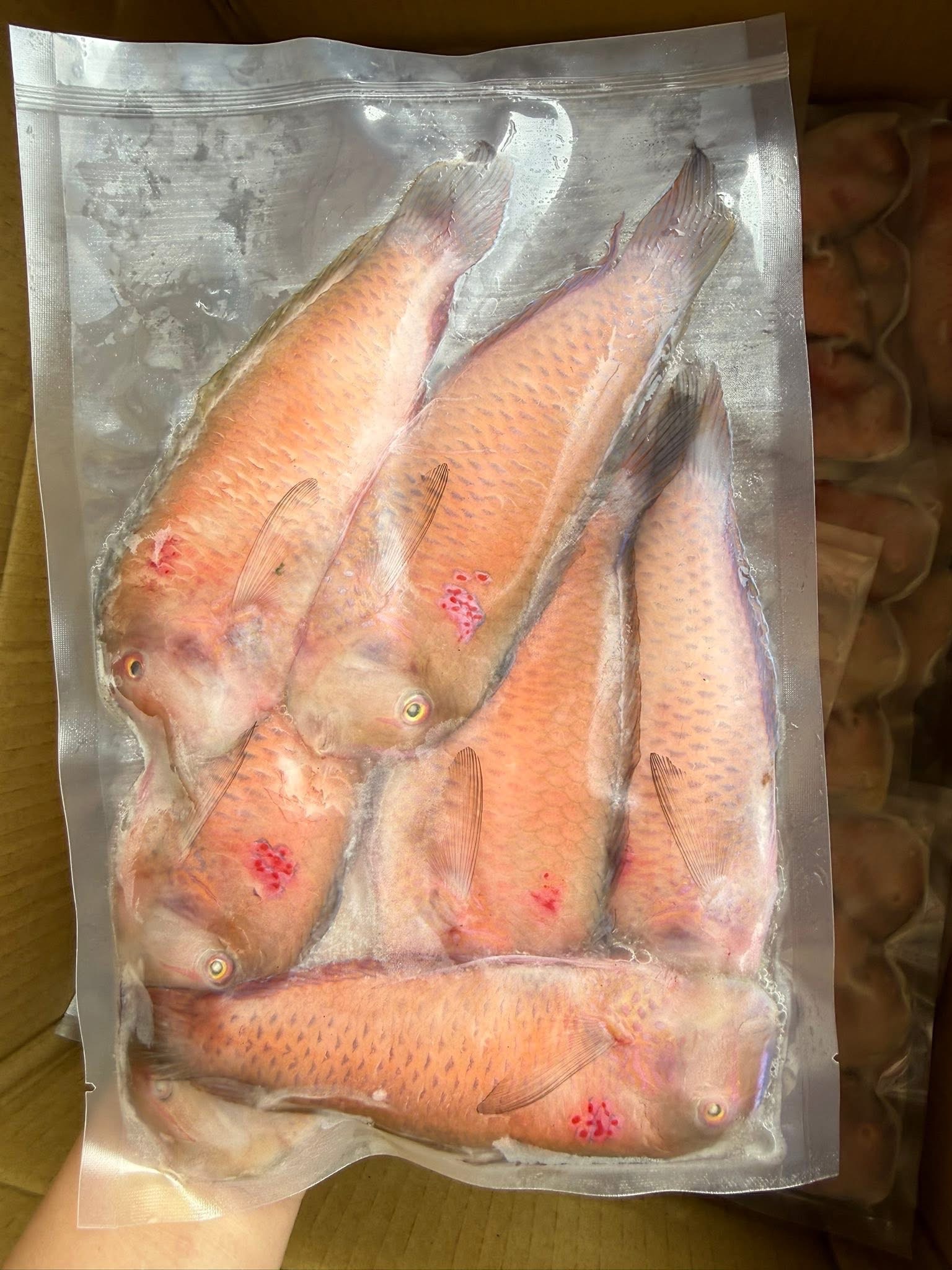 澎湖現撈野生紅新娘