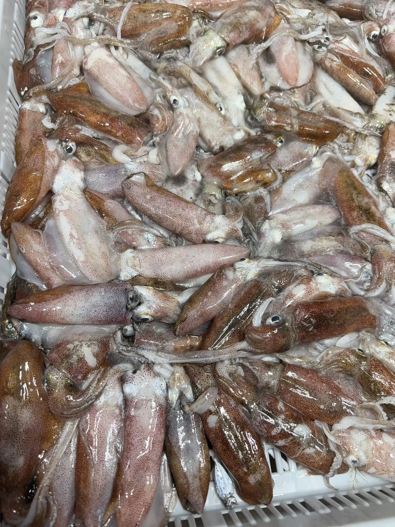澎湖野生小軟絲（280-320g/包）