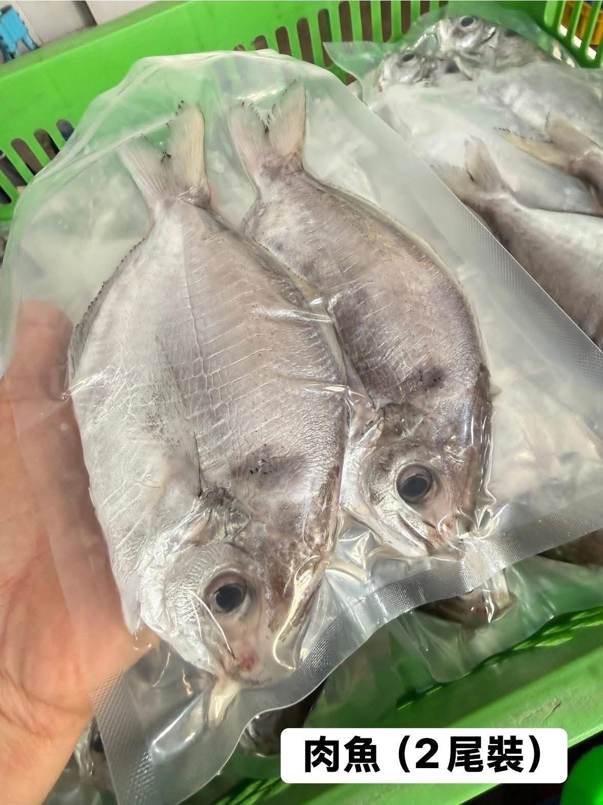 澎湖野生肉魚