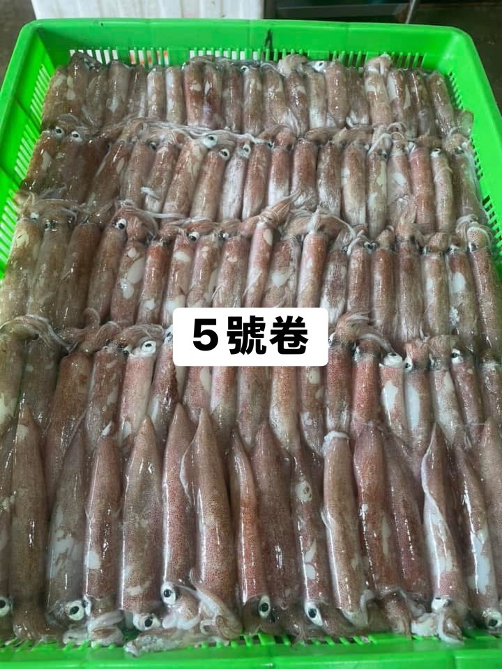 澎湖5號小卷
