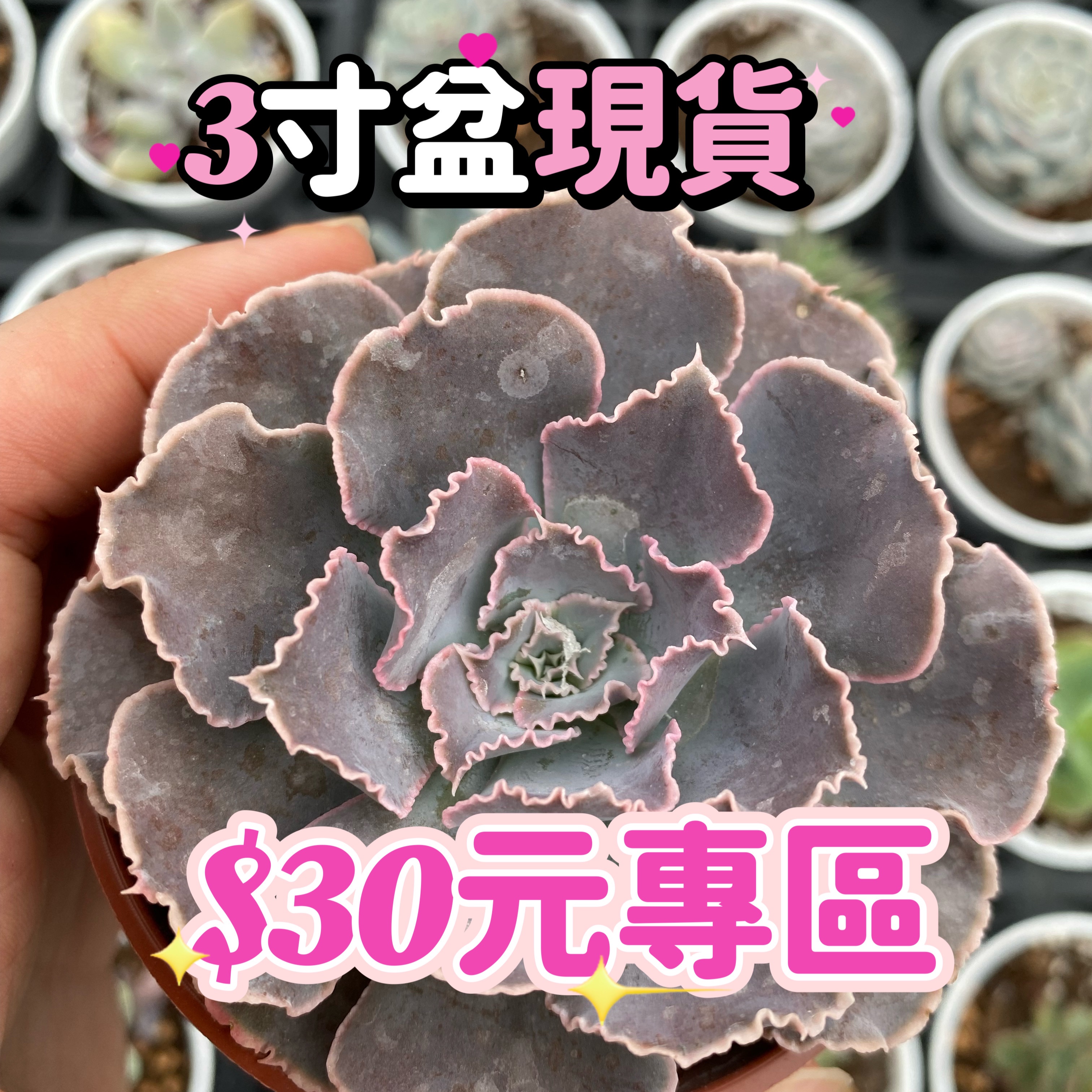 星辰多肉 30元現貨區