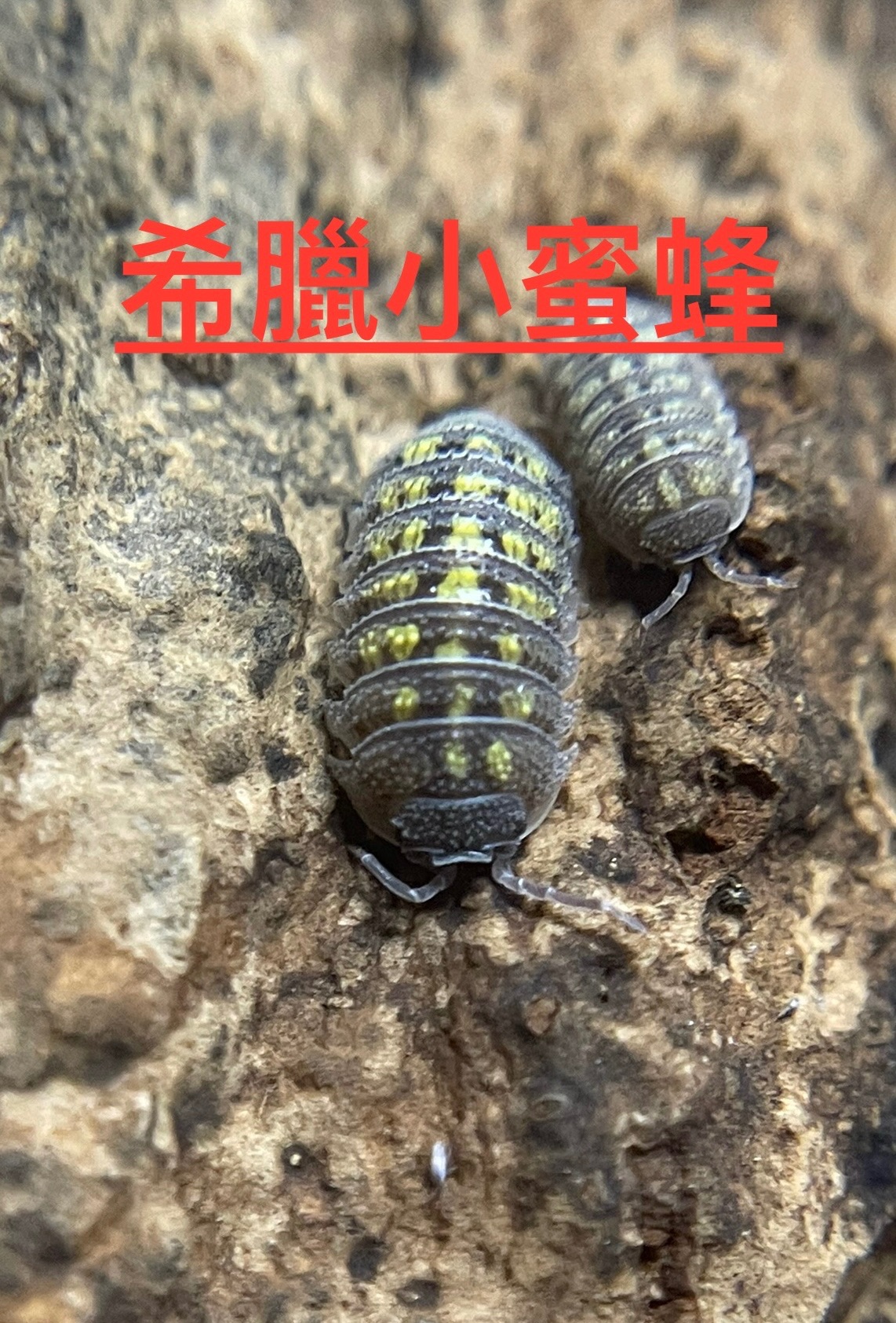 大量專區