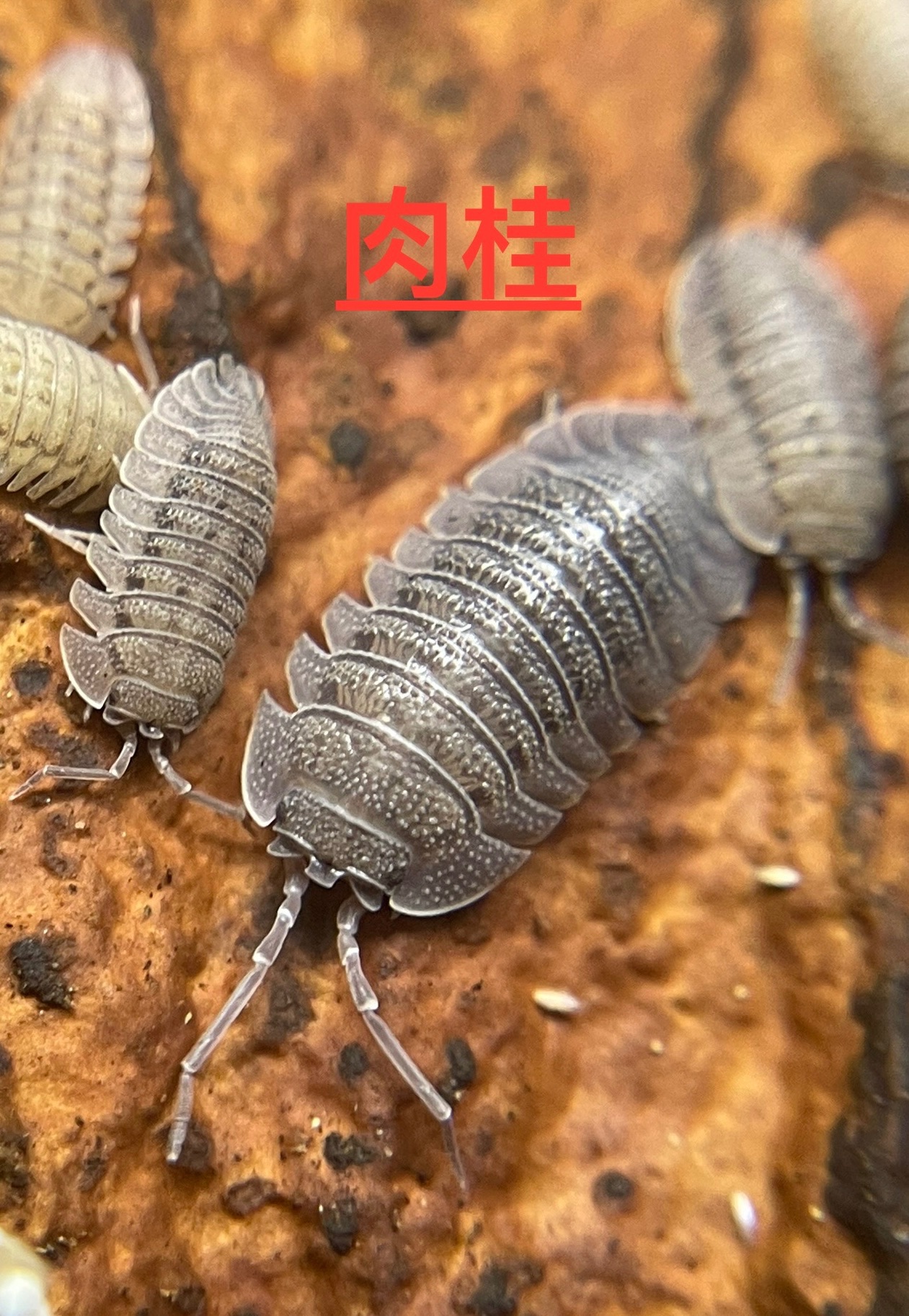 不卷球