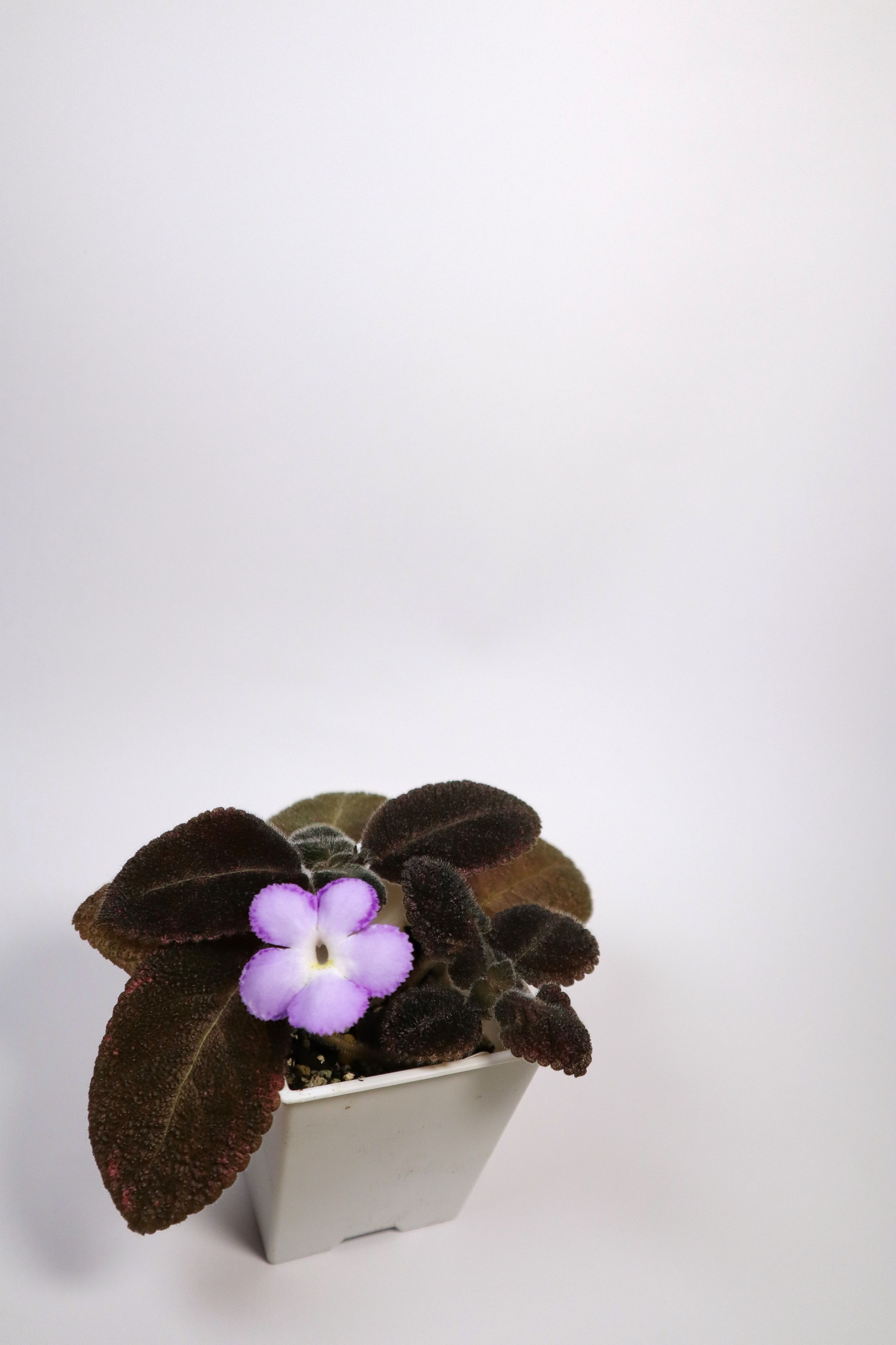 喜蔭花 巧克力絲絨 𝐸. 𝑙𝑖𝑙𝑎𝑐𝑖𝑛𝑎＂Chocolate Velour＂（紫花/黑暗系）