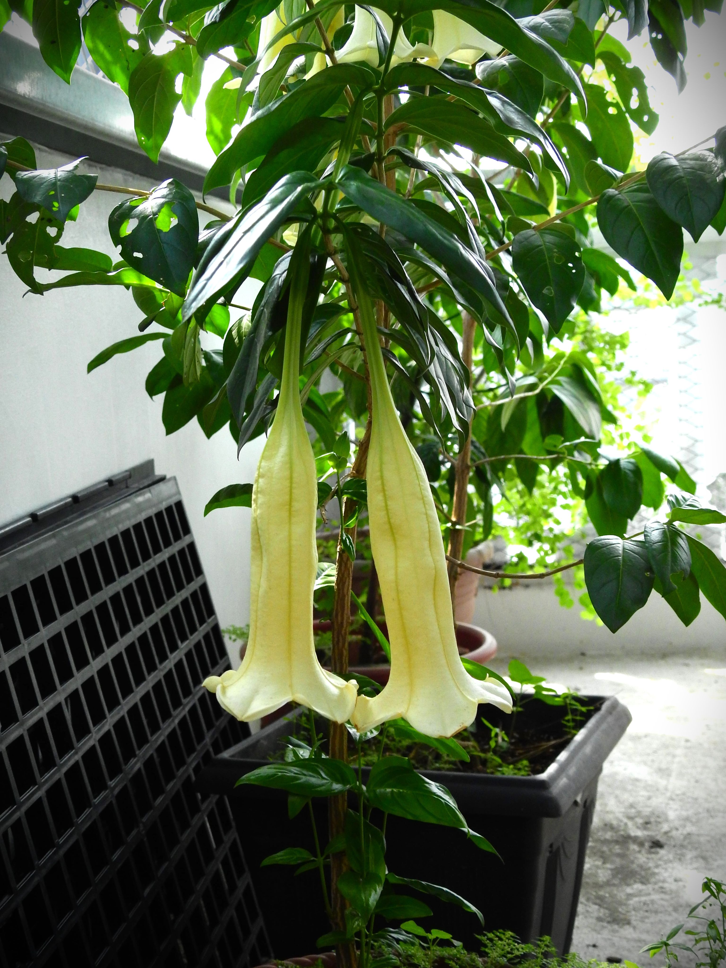 多明尼加古巴木 𝐶𝑢𝑏𝑎𝑛𝑜𝑙𝑎 𝑑𝑜𝑚𝑖𝑛𝑔𝑒𝑛𝑠𝑖𝑠 （矮性個體後代）