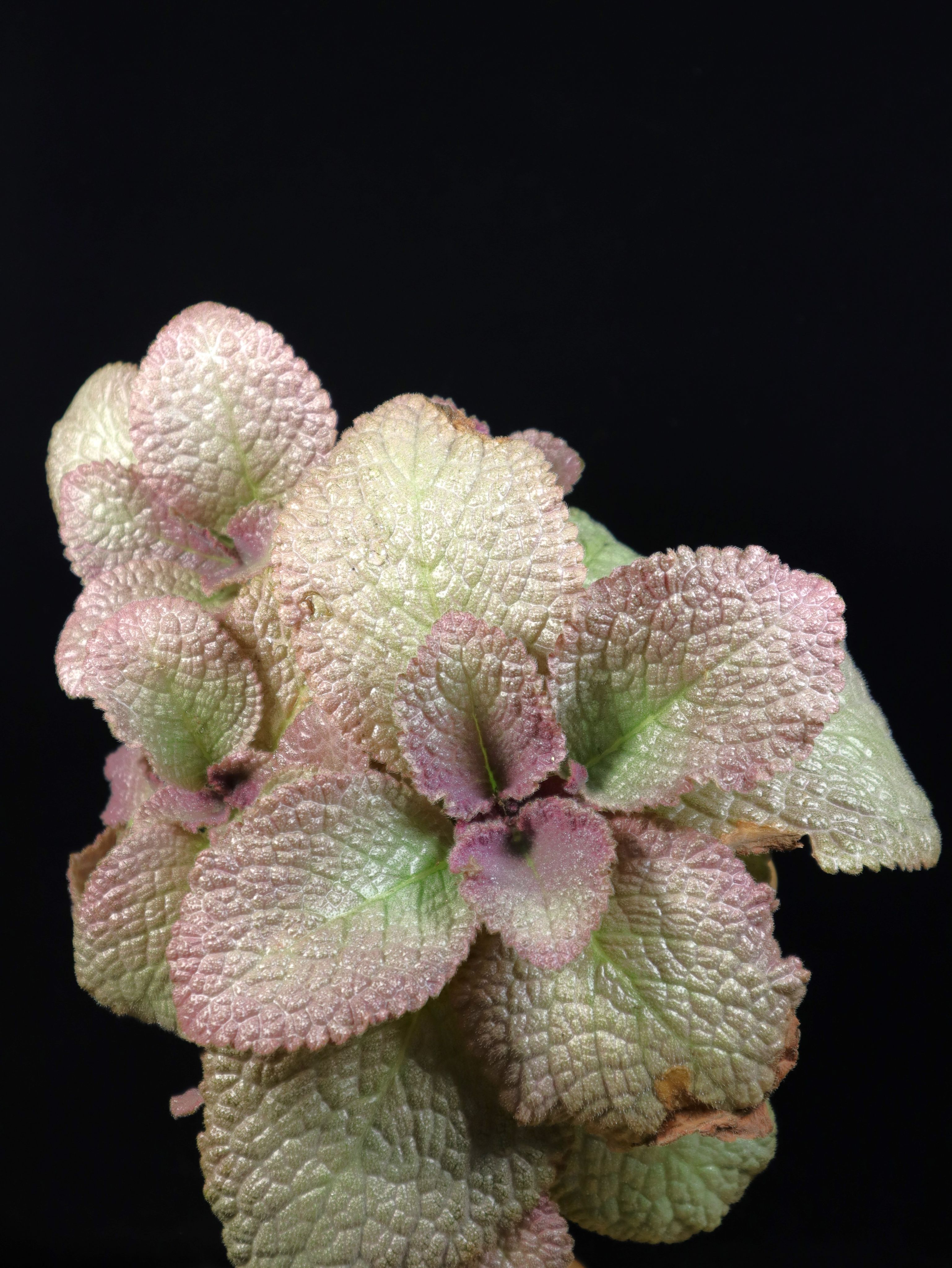 喜蔭花 粉紅葉系 𝐸𝑝𝑖𝑠𝑐𝑖𝑎 spp. （代號P）