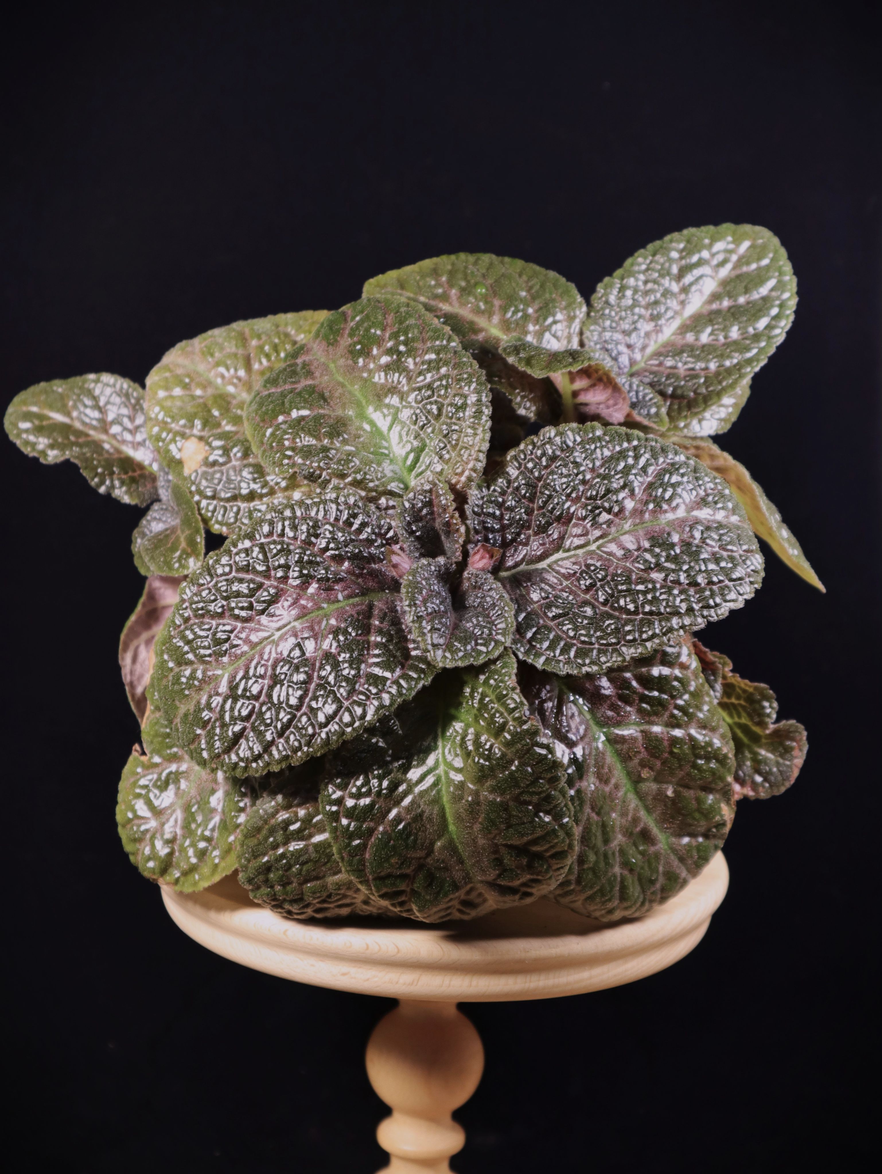 喜蔭花 可可 𝐸𝑝𝑖𝑠𝑐𝑖𝑎 ’Coco’（泡泡葉／黑暗系）