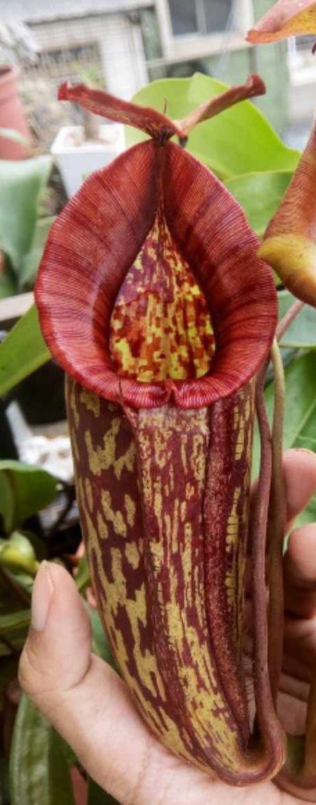 六甲豬籠草 𝑁𝑒𝑝𝑒𝑛𝑡ℎ𝑒𝑠 ’Rokko’♂
