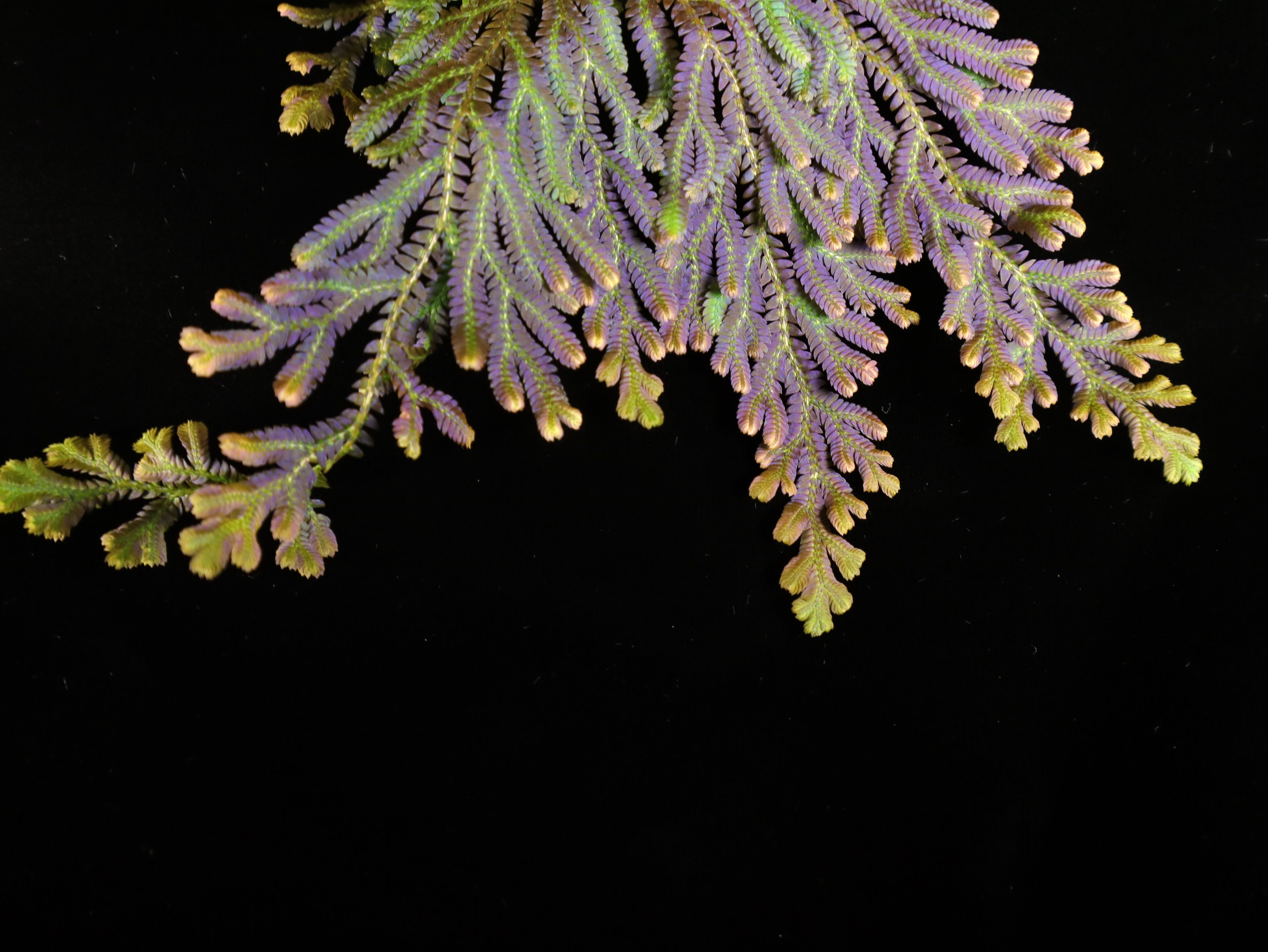 暹羅卷柏 𝑆𝑒𝑙𝑎𝑔𝑖𝑛𝑒𝑙𝑙𝑎 𝑠𝑖𝑎𝑚𝑒𝑛𝑠𝑖𝑠