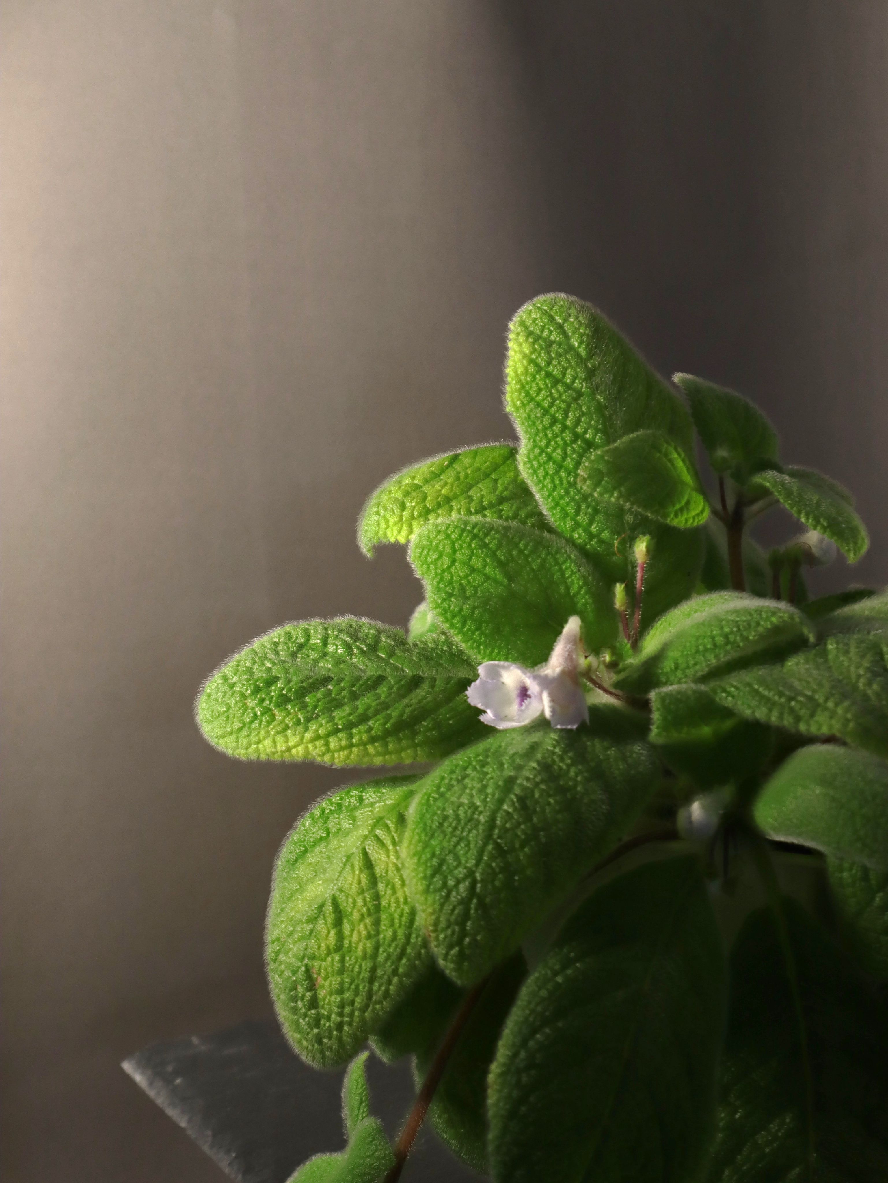 喜蔭花 藍色天堂 𝐸. 𝑓𝑖𝑚𝑏𝑟𝑖𝑎𝑡𝑎＂Blue Heaven＂（紫花/毛毛葉）