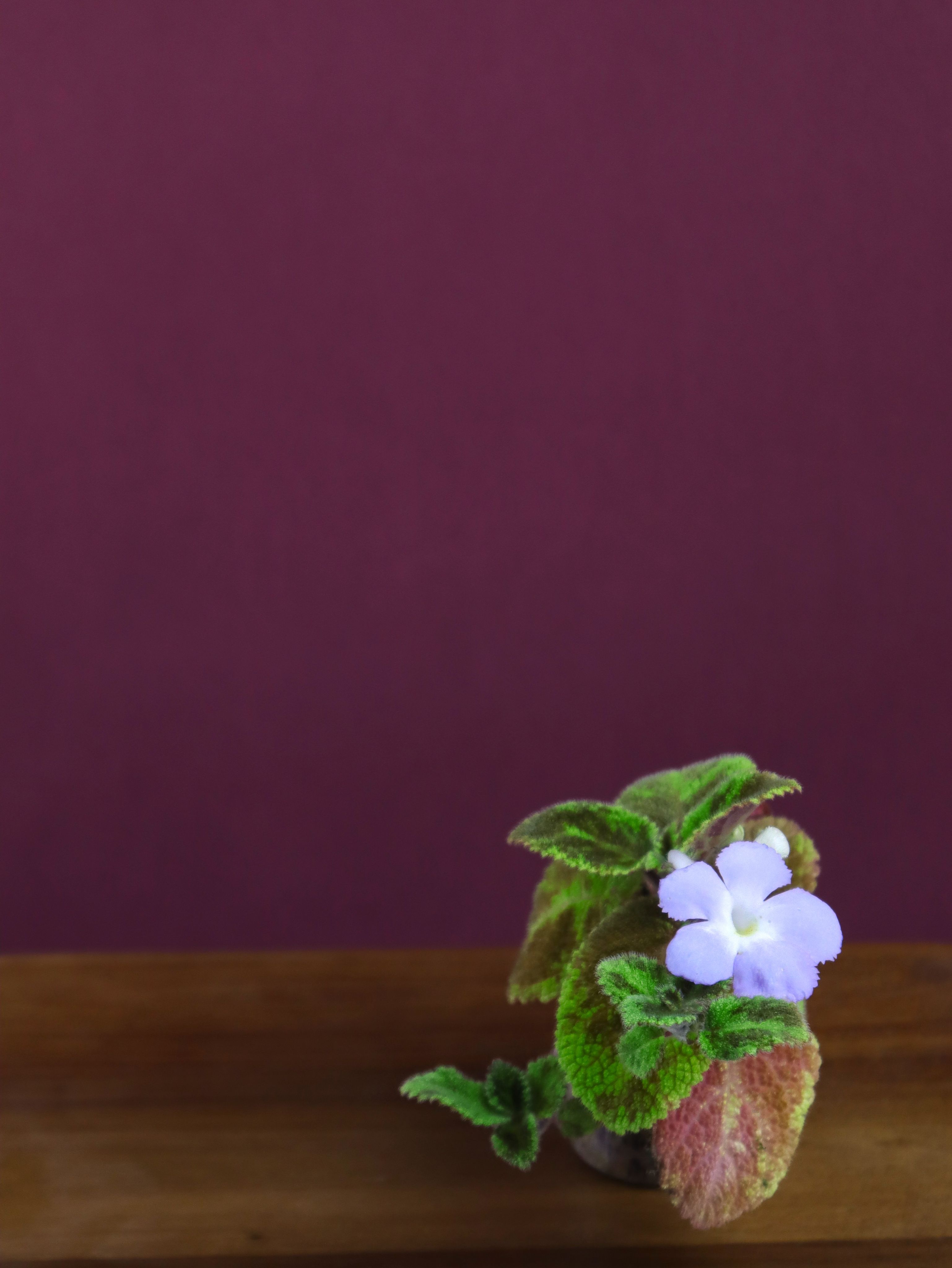 喜蔭花 翡翠絲絨 𝐸𝑝𝑖𝑠𝑐𝑖𝑎 ’Emerald Velvet’（紫花／大斑塊）