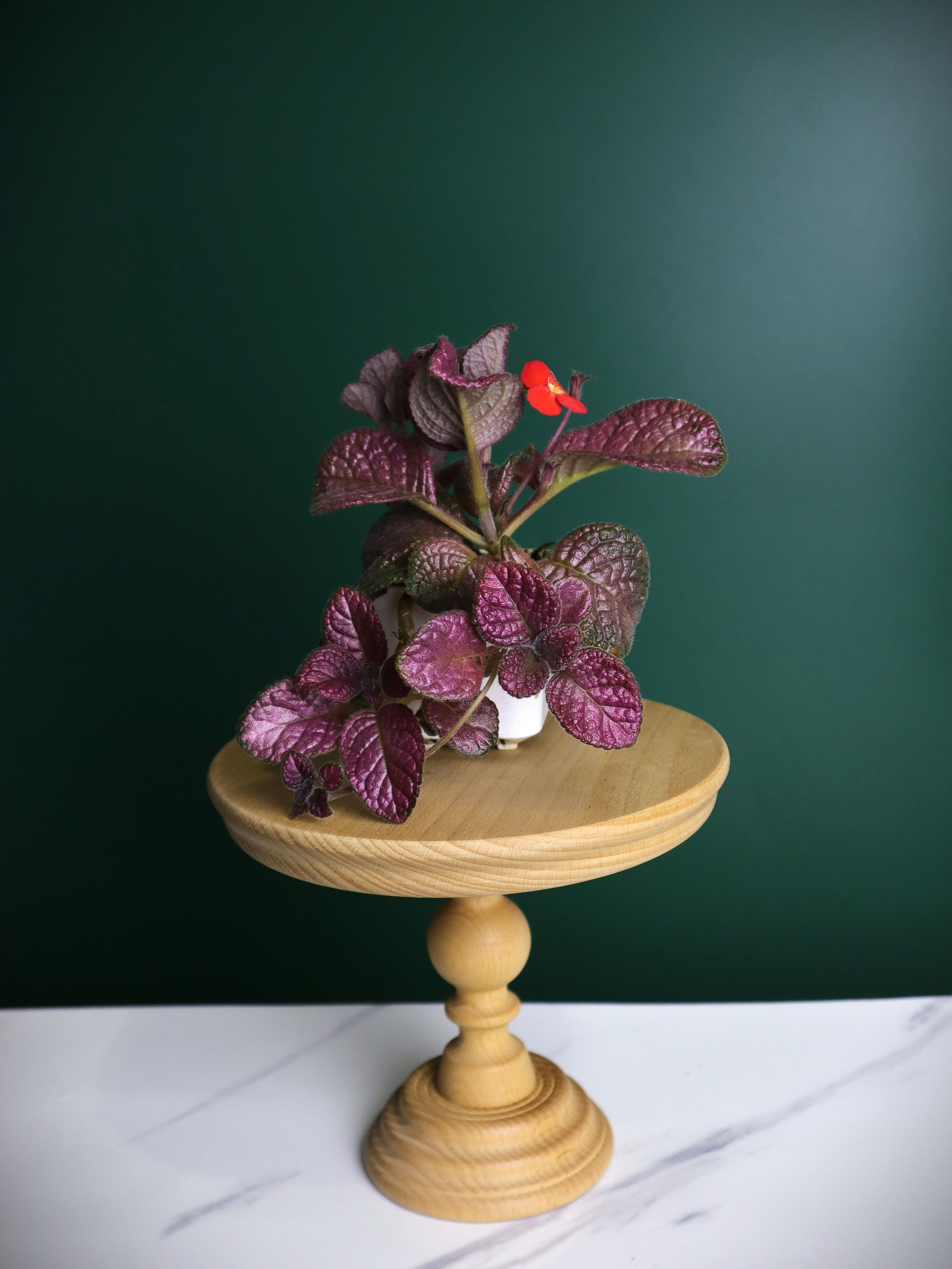 喜蔭花 草莓 𝐸𝑝𝑖𝑠𝑐𝑖𝑎 ’Strawberry Patch’（紅花/金屬紅）