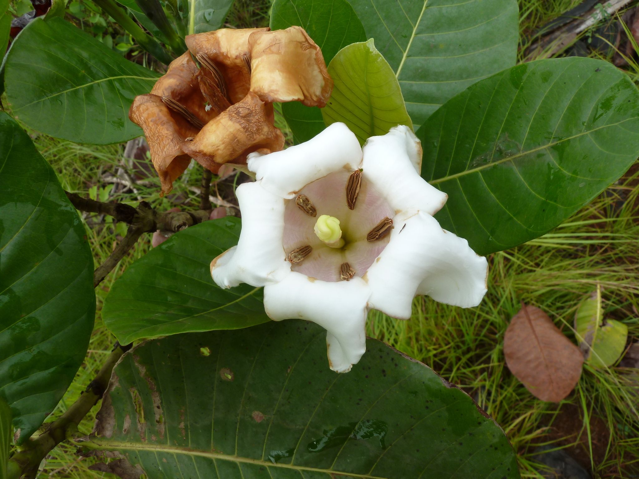 帝王梔子 𝐺𝑎𝑟𝑑𝑒𝑛𝑖𝑎 𝑖𝑚𝑝𝑒𝑟𝑖𝑎𝑙𝑖𝑠