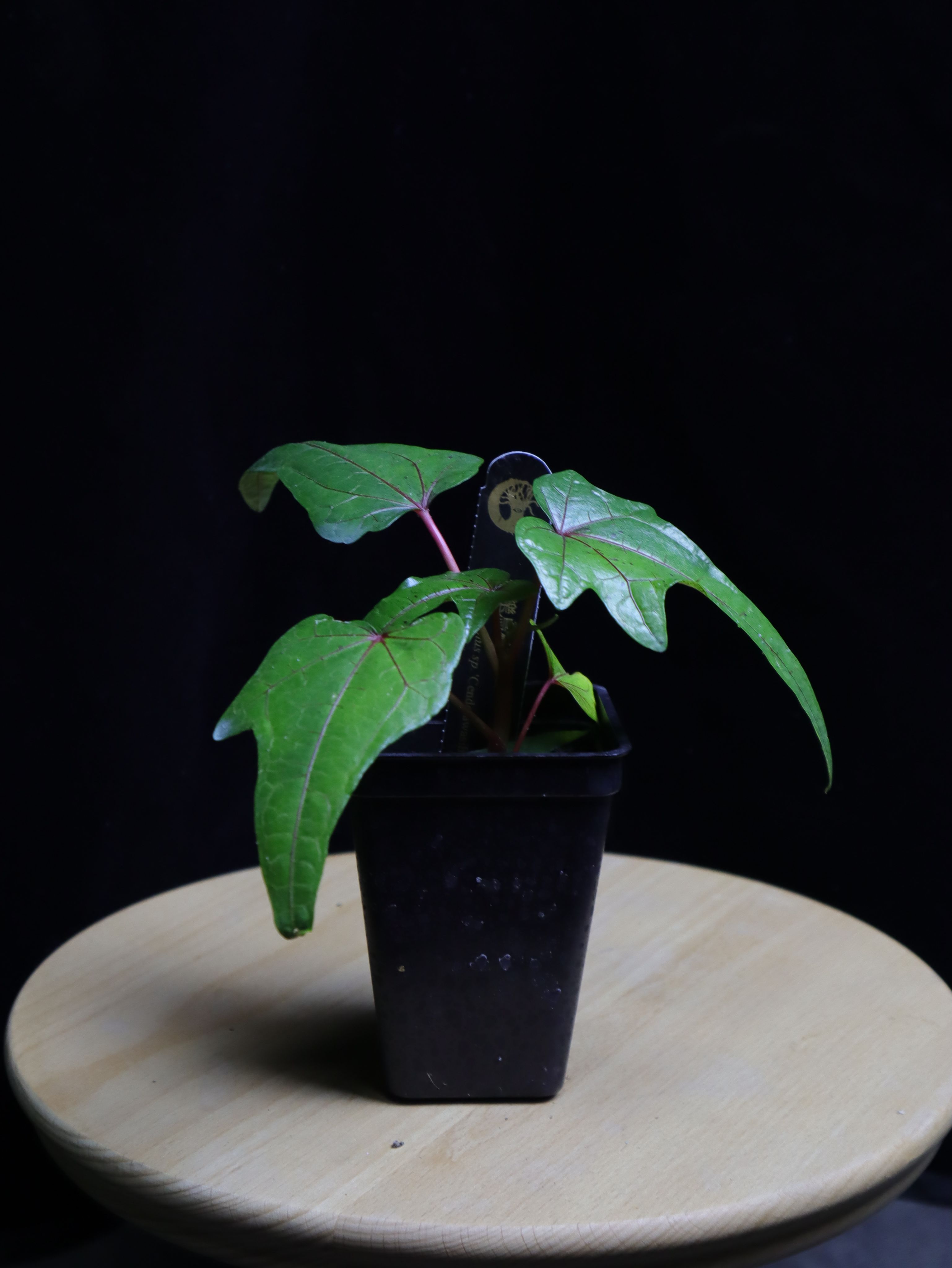 極樂鳥秋葵 𝐴𝑏𝑒𝑙𝑚𝑜𝑠𝑐ℎ𝑢𝑠 ’Cenderawasih’