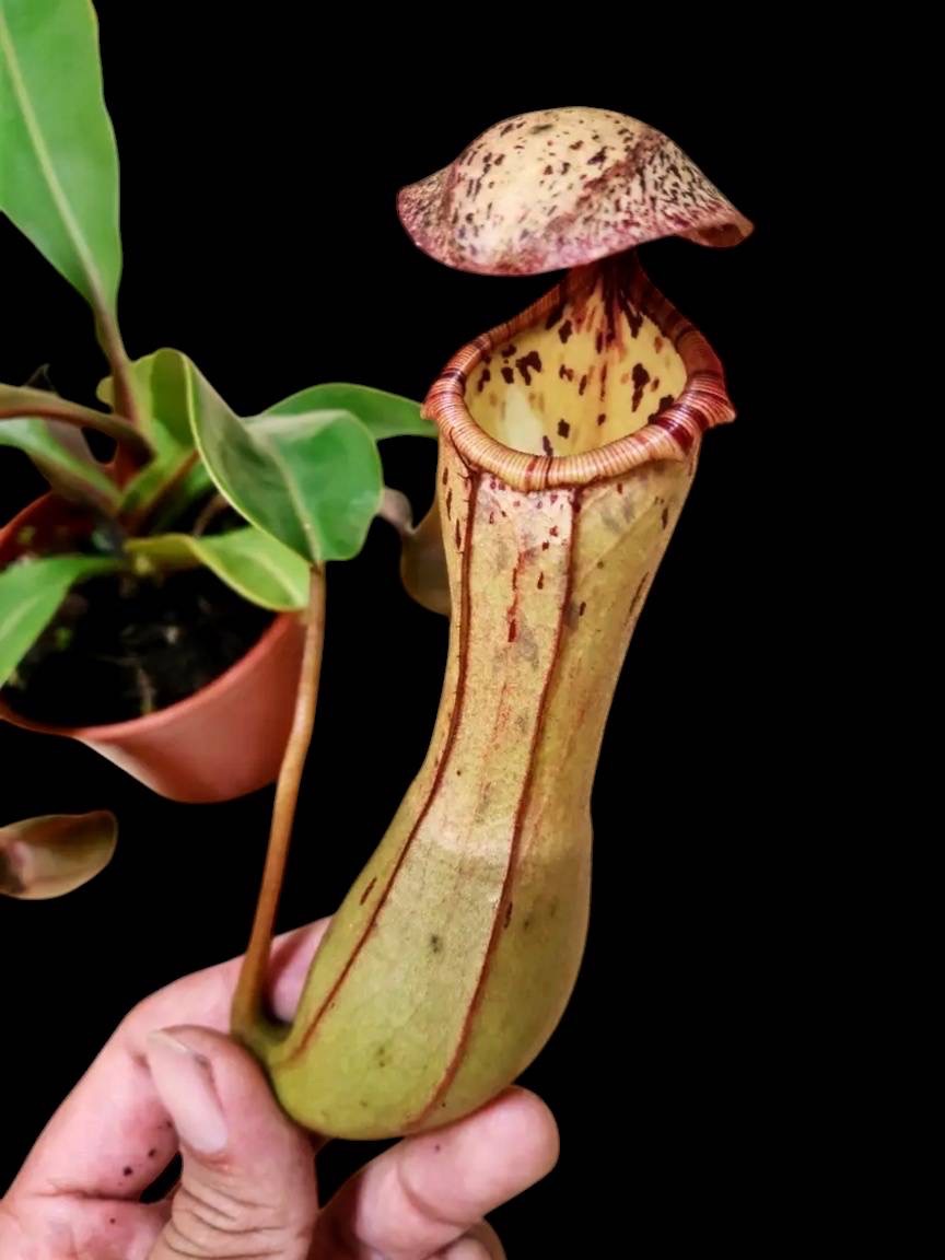 盾葉x葫蘆豬籠草 𝑁. 𝑐𝑙𝑖𝑝𝑒𝑎𝑡𝑎 𝑥 𝑣𝑒𝑛𝑡𝑟𝑖𝑐𝑜𝑠a EP ♀