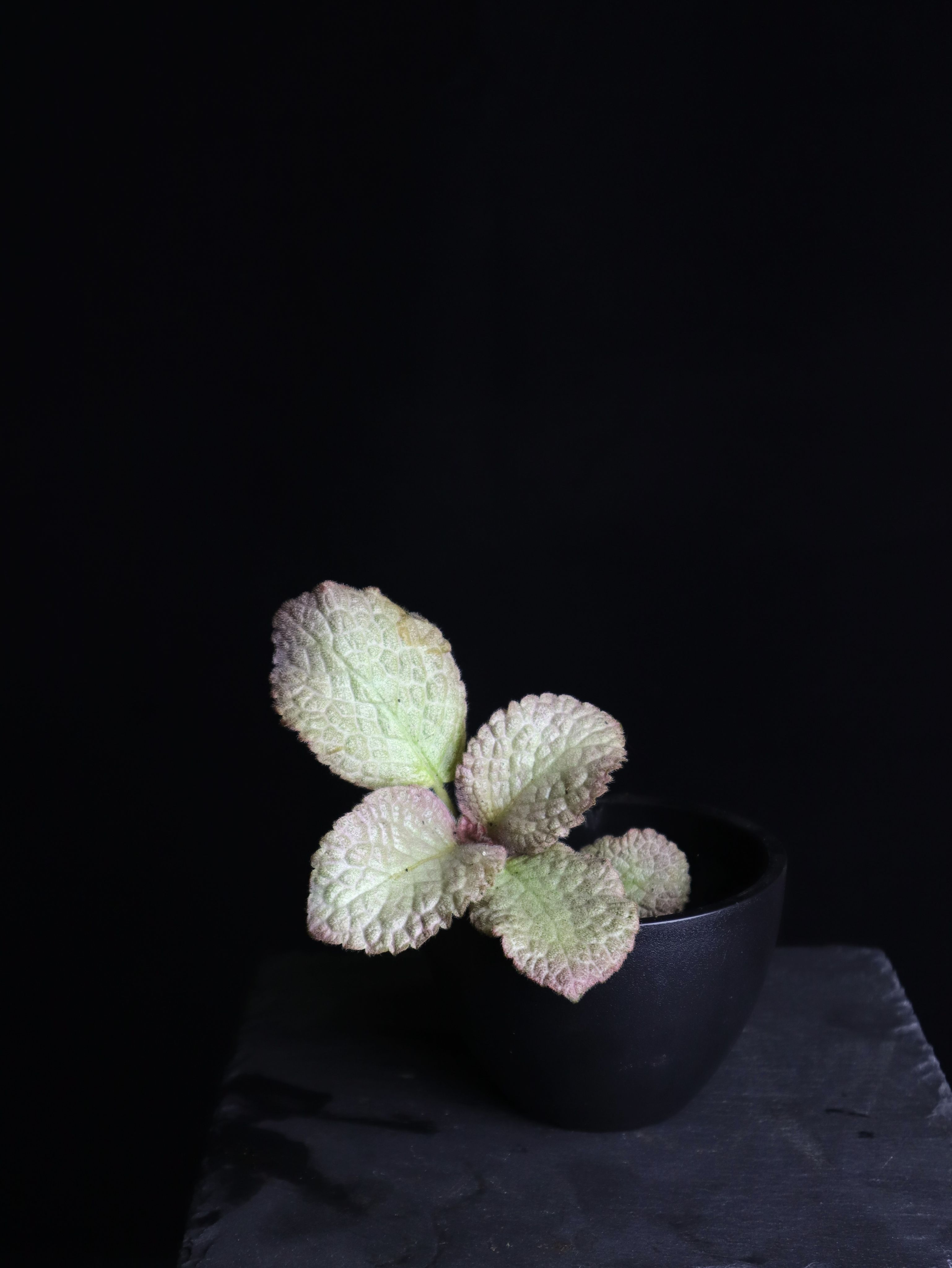 喜蔭花 BY2 𝐸𝑝𝑖𝑠𝑐𝑖𝑎 ’BY2’（紅花／粉銀）