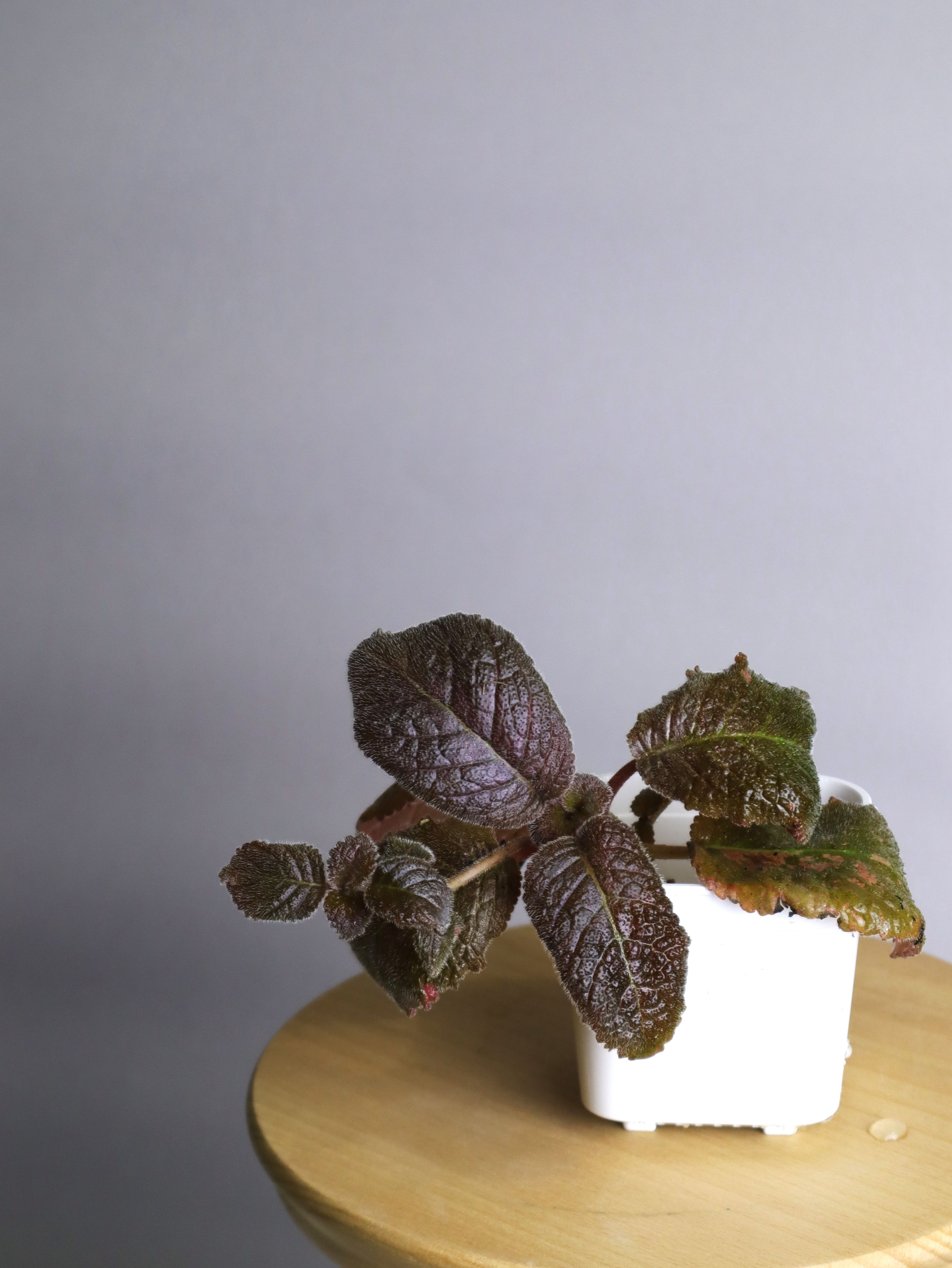 喜蔭花 黑美人 𝐸𝑝𝑖𝑠𝑐𝑖𝑎 ’Jim’s Black Beauty’ （粉花/黑暗系）