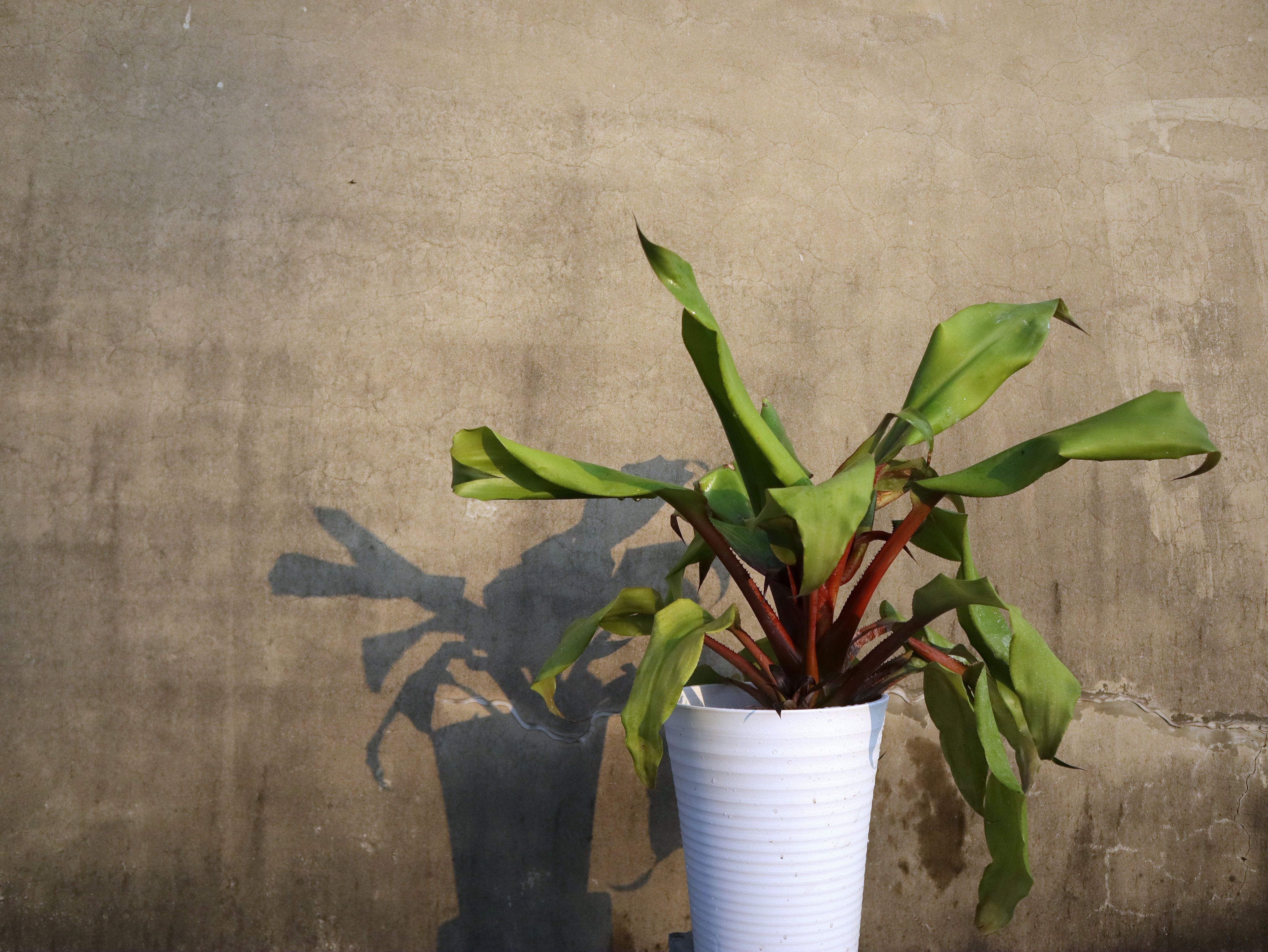 蜻蜓王鳳梨 𝐴𝑒𝑐ℎ𝑚𝑒𝑎 𝑡𝑎𝑦𝑜𝑒𝑛𝑠𝑖𝑠