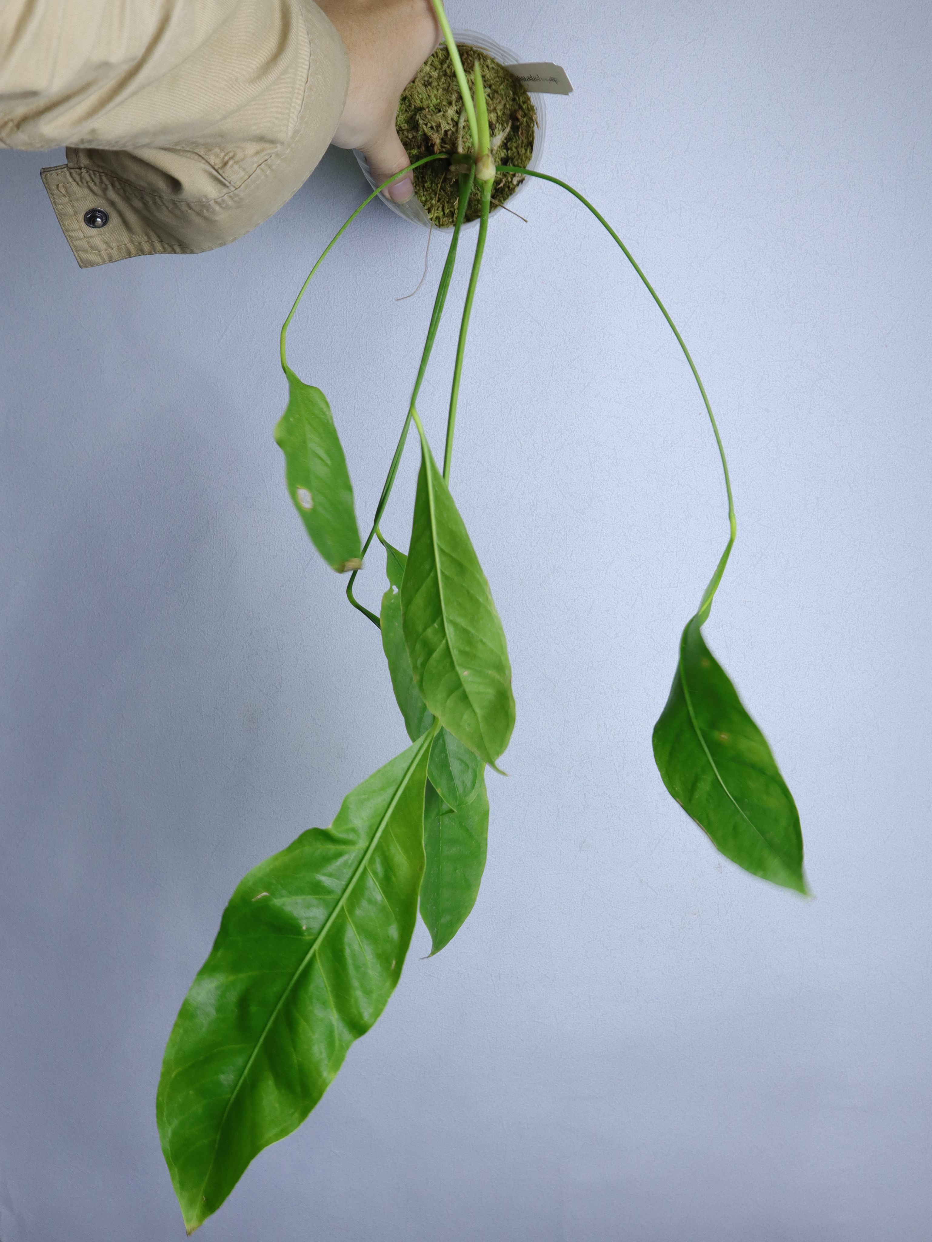 紫苞飄帶火鶴 𝐴𝑛𝑡ℎ𝑢𝑟𝑖𝑢𝑚 𝑝𝑢𝑟𝑝𝑢𝑟𝑒𝑜𝑠𝑝𝑎𝑡ℎ𝑢𝑚