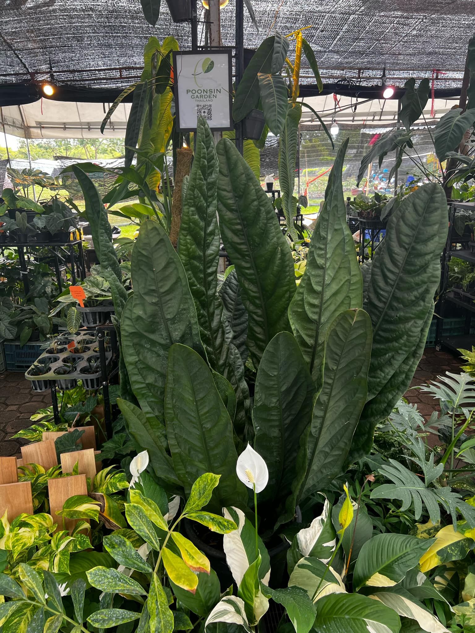 卓越鳥巢火鶴 𝐴𝑛𝑡ℎ𝑢𝑟𝑖𝑢𝑚 𝑠𝑢𝑝𝑒𝑟𝑏𝑢𝑚