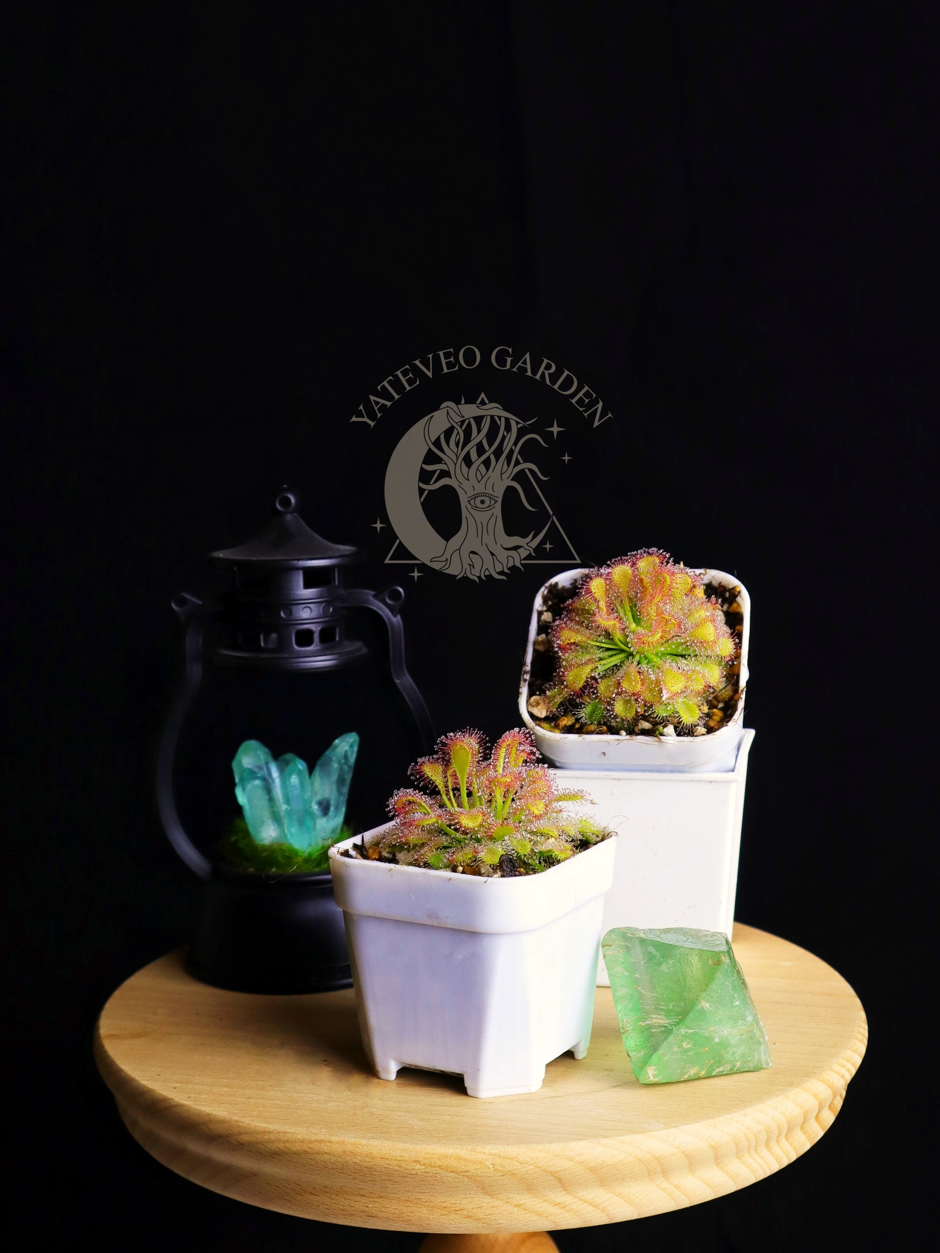 絨毛毛氈苔 ‘翡翠之慕’𝐷. 𝑐𝑎𝑝𝑖𝑙𝑙𝑎𝑟𝑖𝑠 ‘Emerald’s Envy’