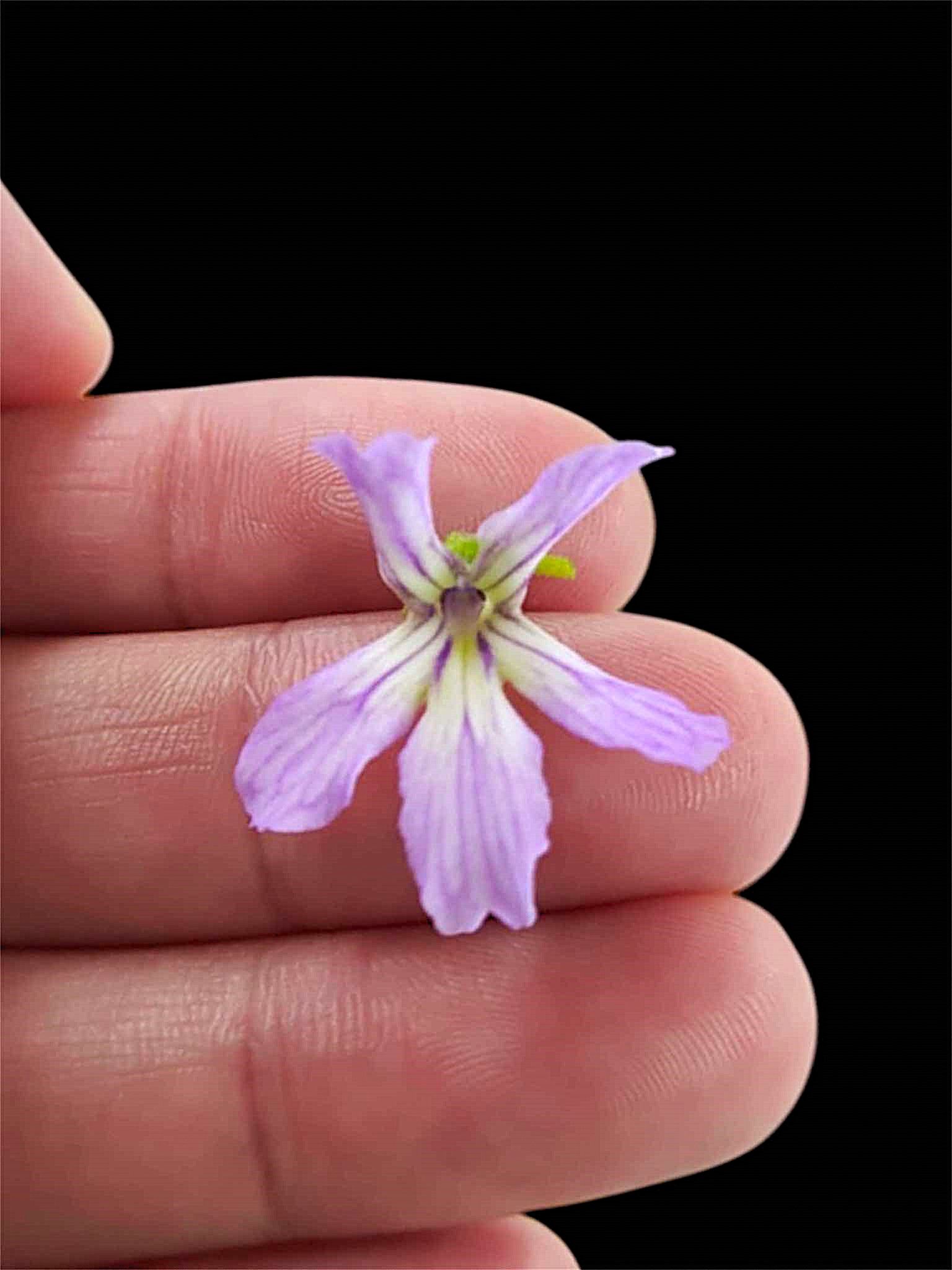 立葉捕蟲堇 𝑃𝑖𝑛𝑔𝑢𝑖𝑐𝑢𝑙𝑎 𝑟𝑒𝑐𝑡𝑖𝑓𝑜𝑙𝑖𝑎 （網紋花個體）