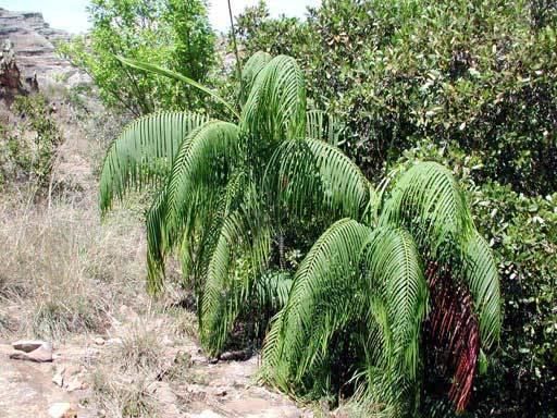 垂葉馬島棕 𝐷𝑦𝑝𝑠𝑖𝑠 𝑜𝑛𝑖𝑙𝑎ℎ𝑒𝑛𝑠𝑖𝑠 ’Drooping Leaf’