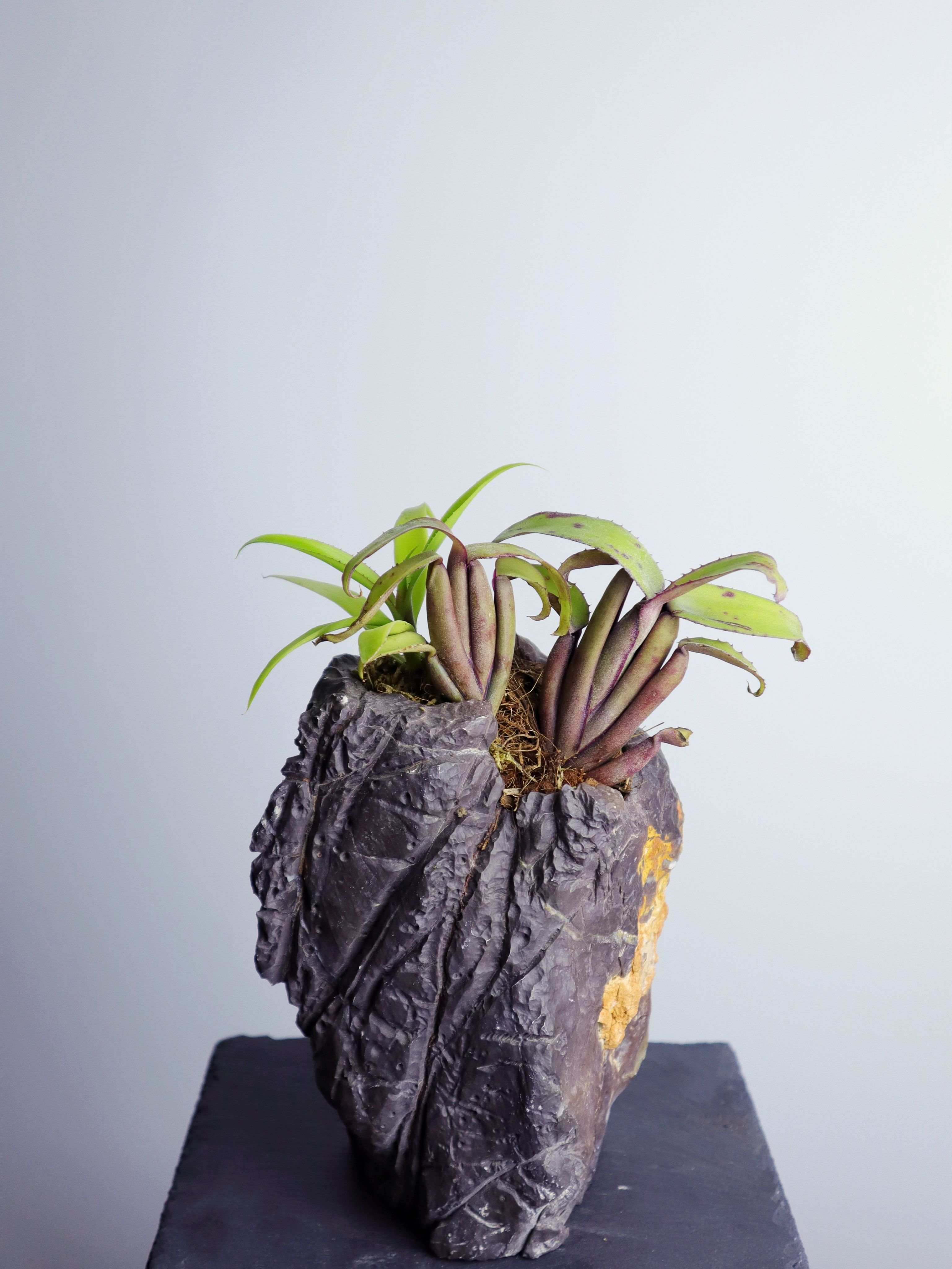 扇形小蜻蜓鳳梨　𝐴𝑒𝑐ℎ𝑚𝑒𝑎 𝑏𝑟𝑒𝑣𝑖𝑐𝑜𝑙𝑙𝑖𝑠