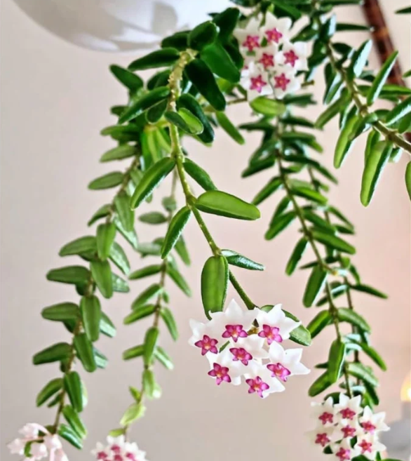 小葉貝拉毬蘭 𝐻𝑜𝑦𝑎 𝑒𝑛𝑔𝑙𝑒𝑟𝑖𝑎𝑛𝑎