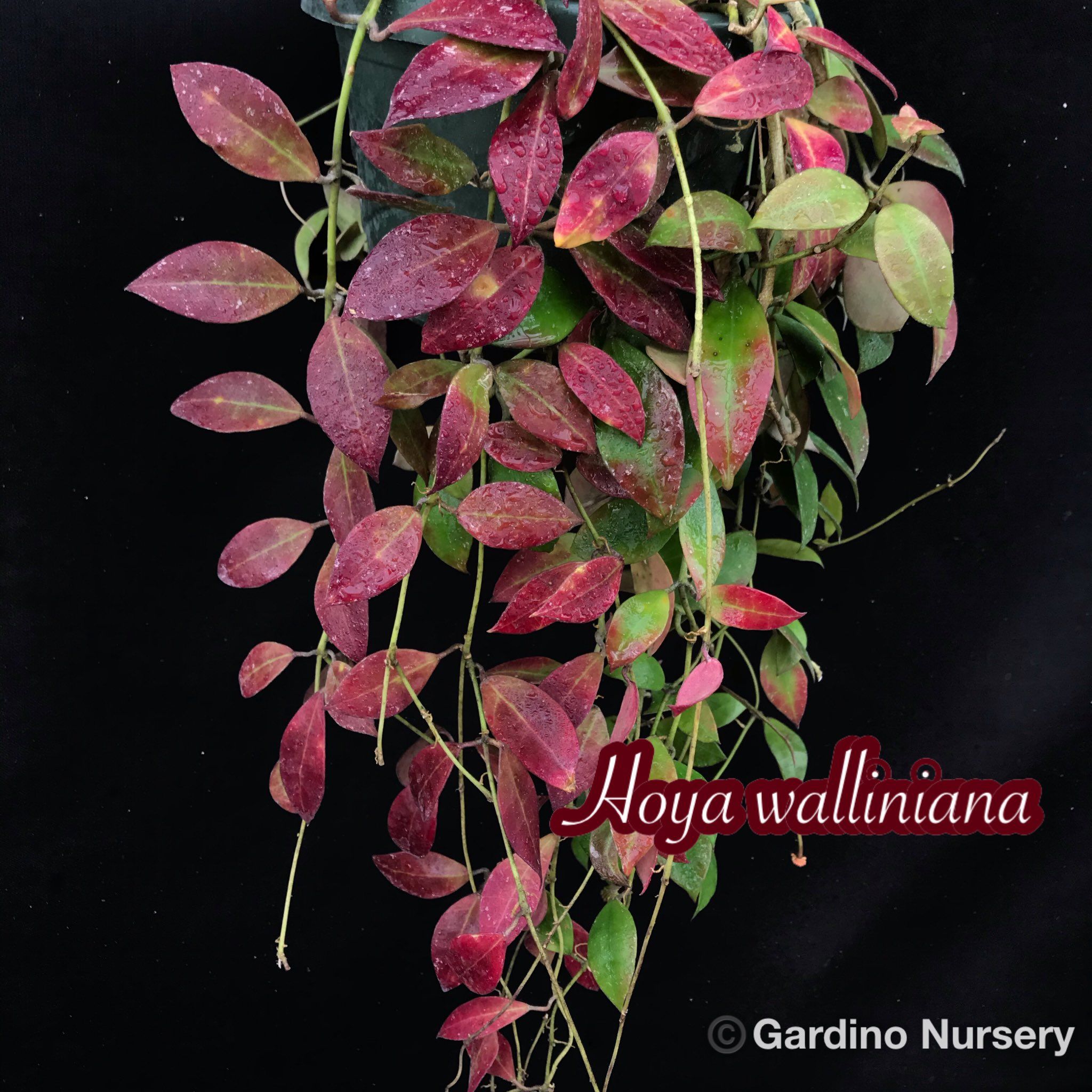 瓦林毬蘭 𝐻𝑜𝑦𝑎 𝑤𝑎𝑙𝑙𝑖𝑛𝑖𝑎𝑛𝑎