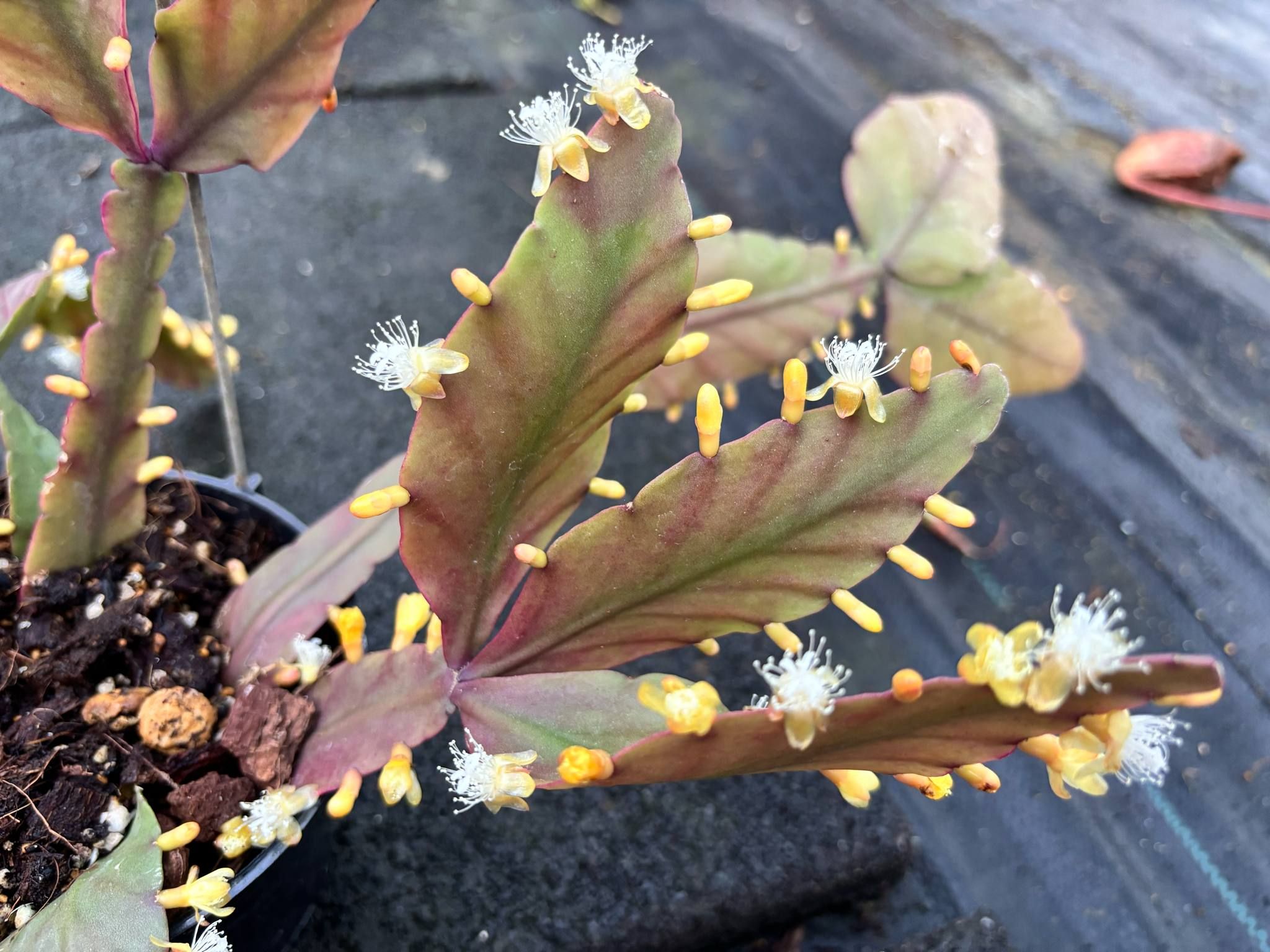 綠羽葦/橢圓絲葦 𝑅ℎ𝑖𝑝𝑠𝑎𝑙𝑖𝑠 𝑒𝑙𝑙𝑖𝑝𝑡𝑖𝑐𝑎