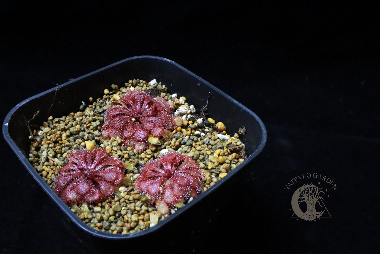 寬葉型小毛氈苔（香港產）𝐷. 𝑠𝑝𝑎𝑡𝑢𝑙𝑎𝑡𝑎 ＂wide leaf＂（Hong Kong）