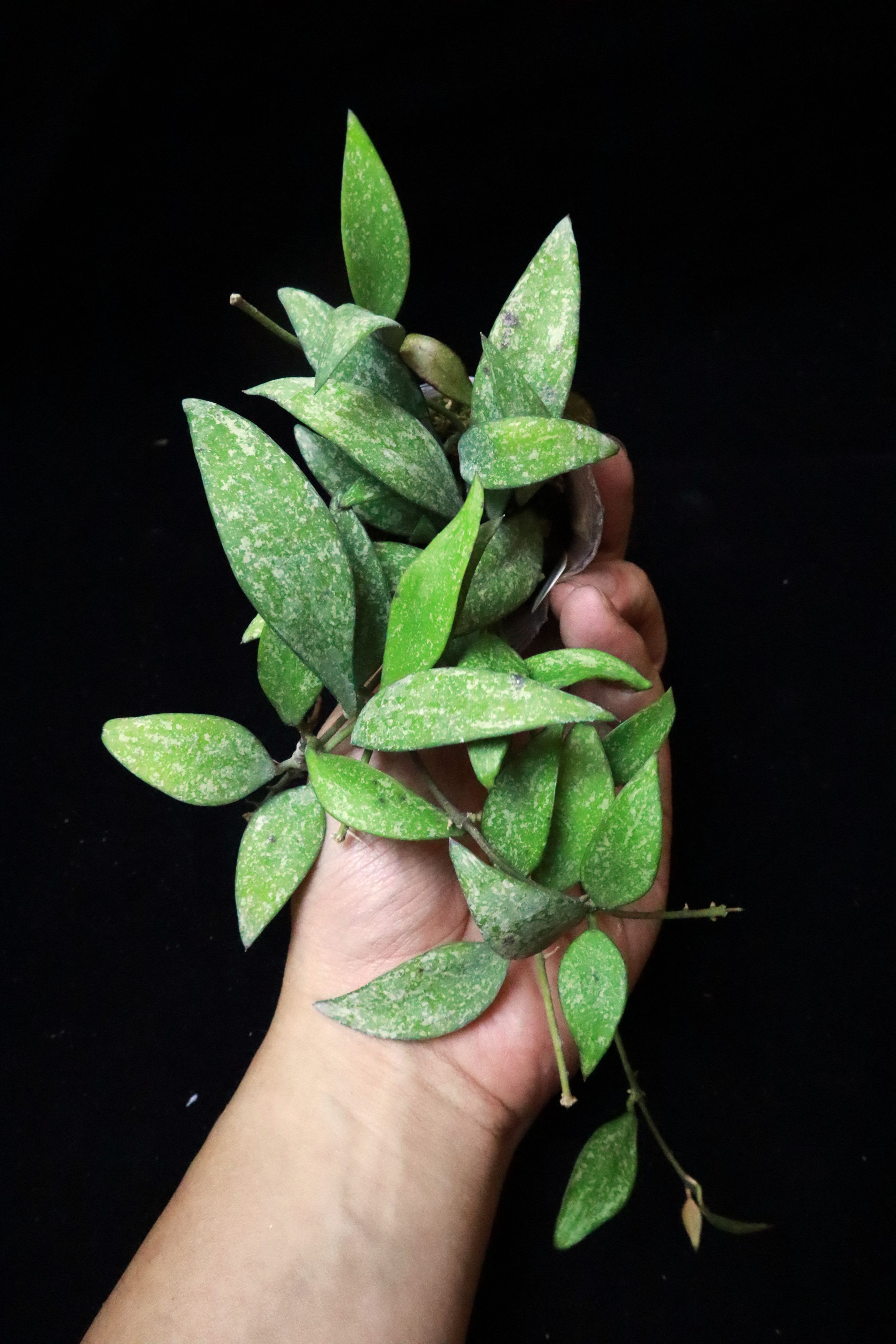 銀斑小花毬蘭 𝐻𝑜𝑦𝑎 𝑝𝑎𝑟𝑣𝑖𝑓𝑙𝑜𝑟𝑎 ＂Splash＂