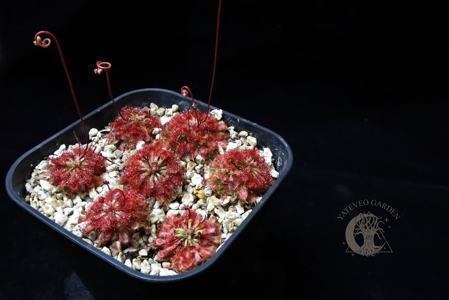 迷你型小毛氈苔（昆士蘭產）𝐷. 𝑠𝑝𝑎𝑡𝑢𝑙𝑎𝑡𝑎 ＂mini form＂（Bamaga， Qld）