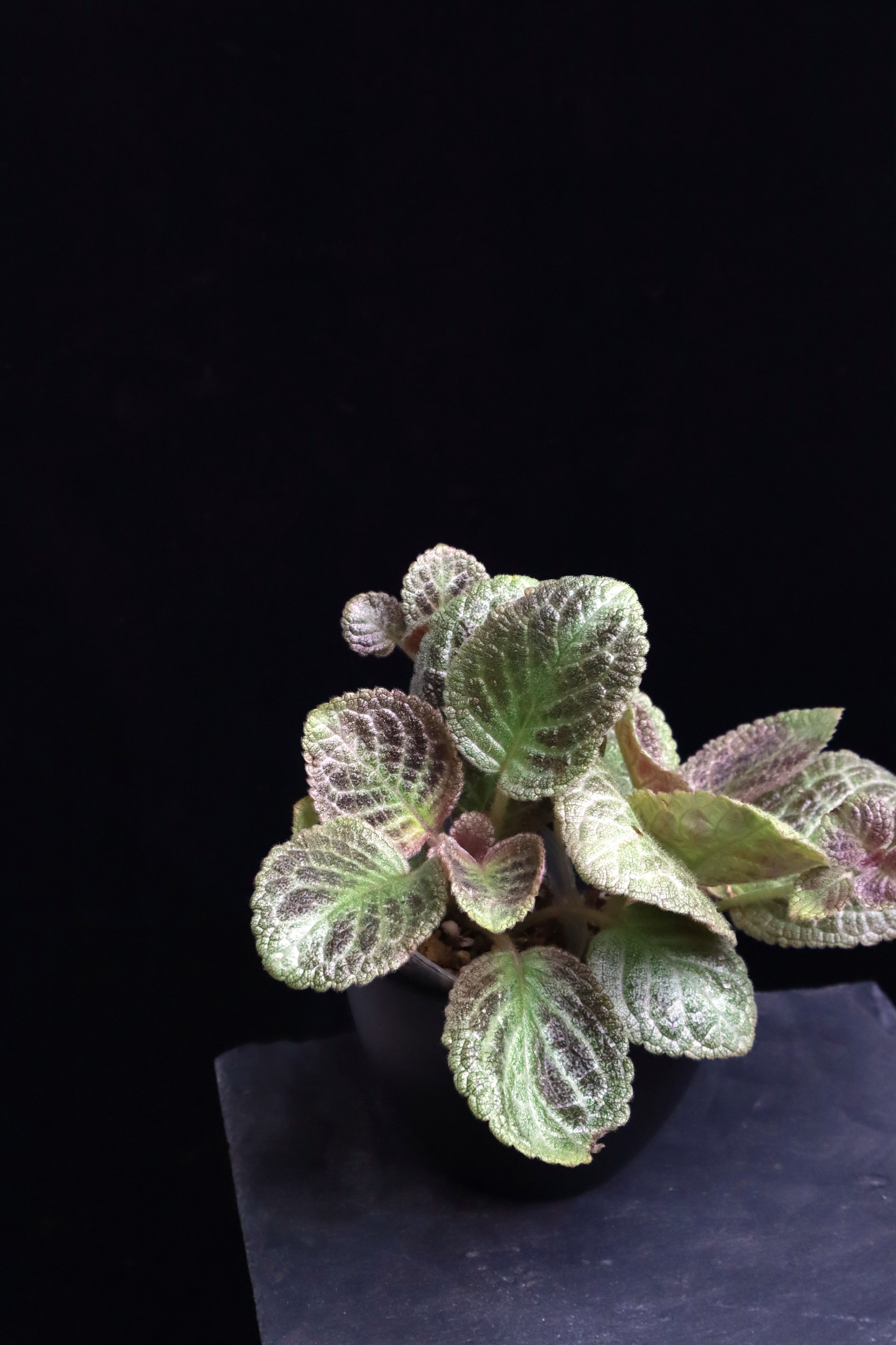 喜蔭花 ’幻影’ 𝐸𝑝𝑖𝑠𝑐𝑖𝑎  ’UC’s Phantom’（紅花／變化系）