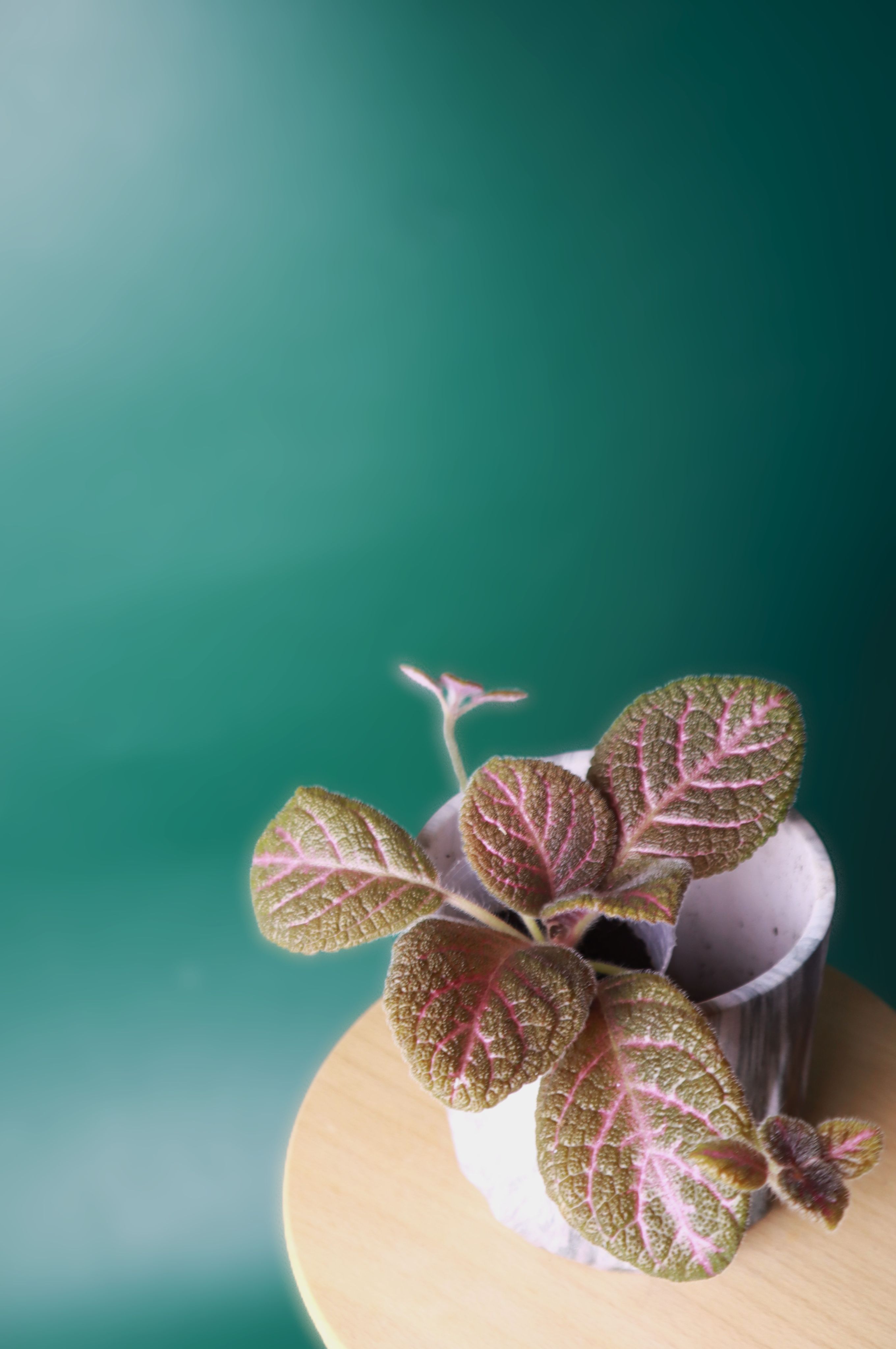 喜蔭花 Kee Wee 𝐸𝑝𝑖𝑠𝑐𝑖𝑎 ’Kee Wee’（紅花／紅色系）