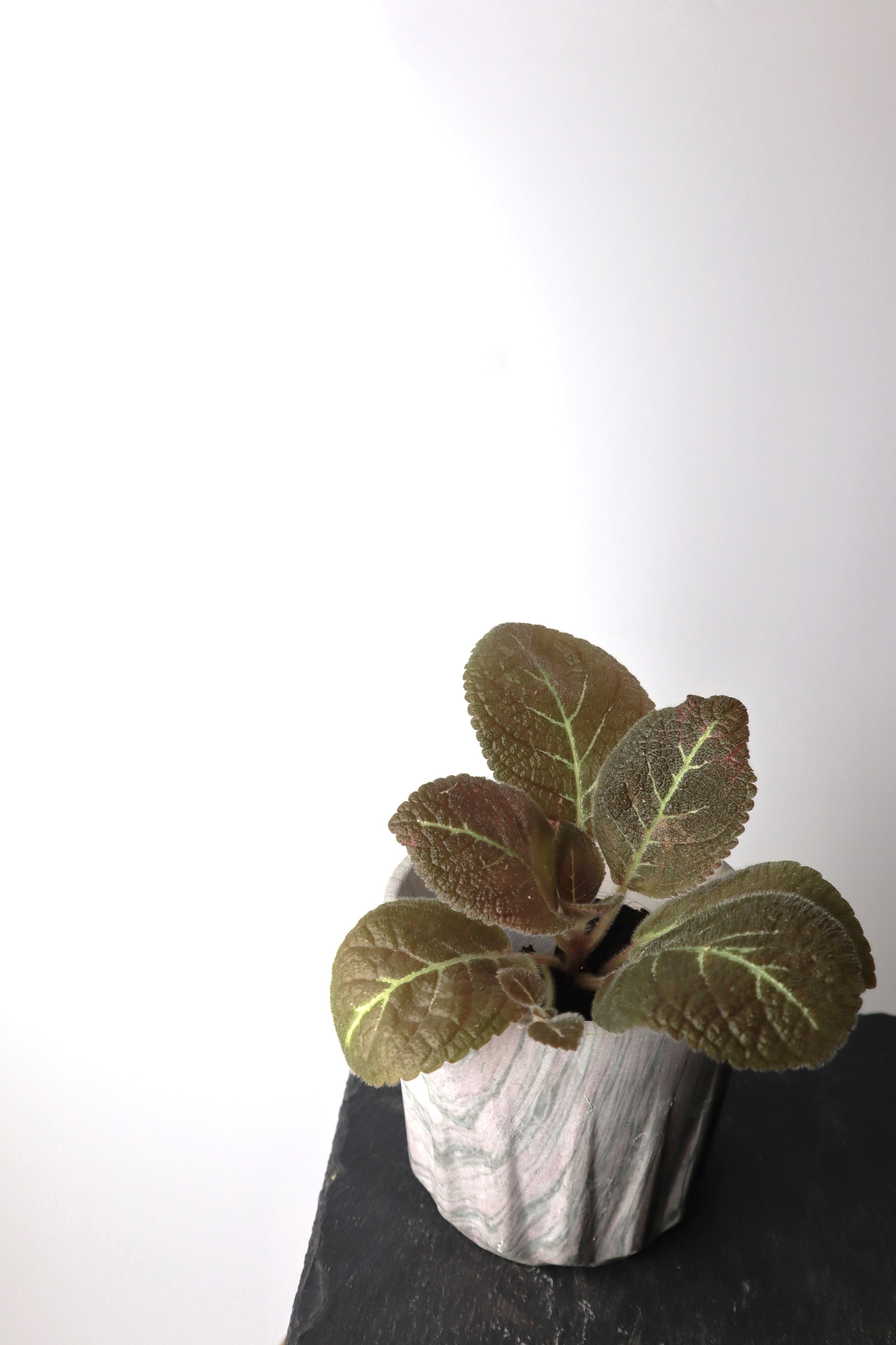 喜蔭花 亞當肋骨 𝐸𝑝𝑖𝑠𝑐𝑖𝑎 ’Adam’s Rib’（紅花／黑暗系）